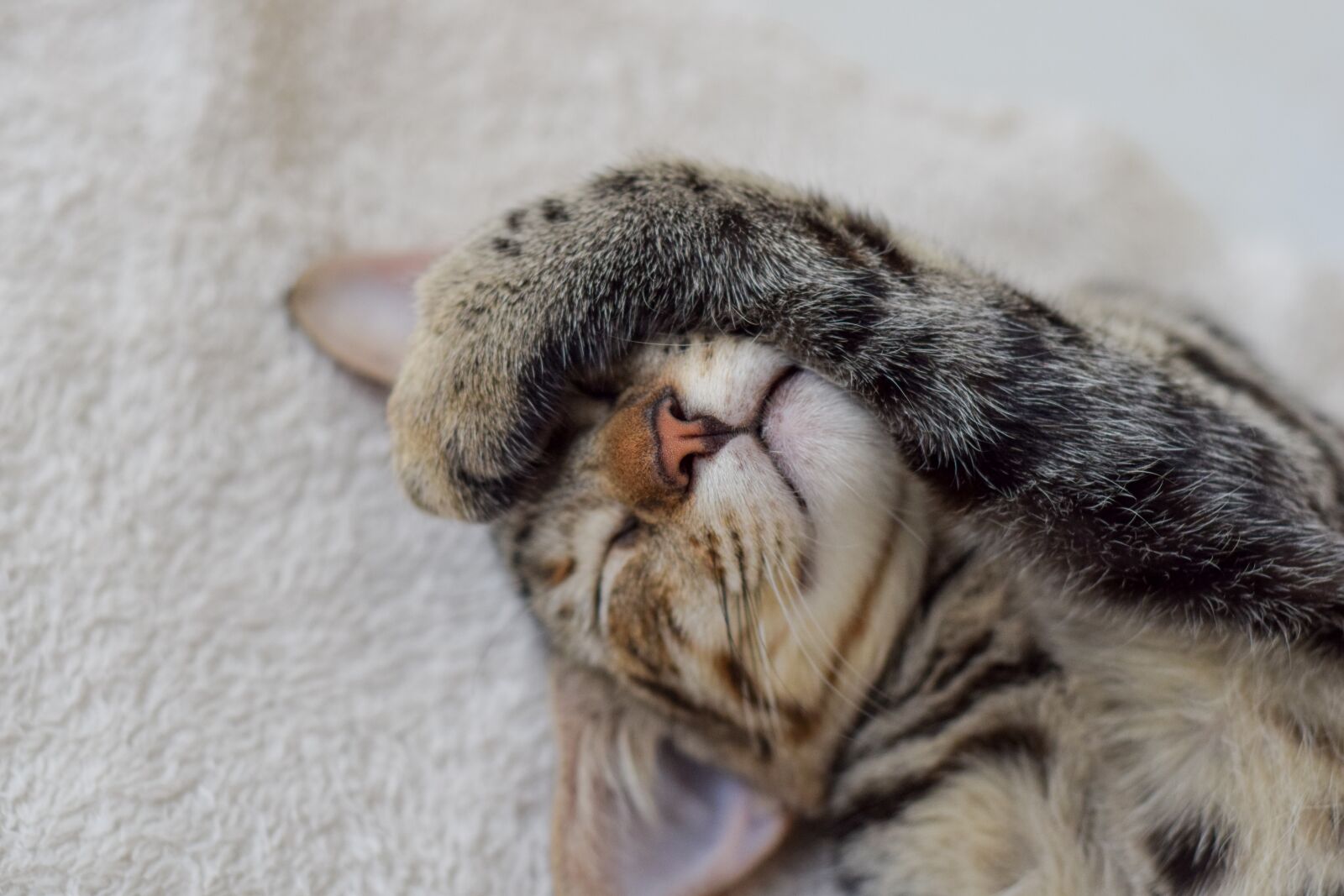 Nikon D3300 sample photo. Cat, pet, feline photography