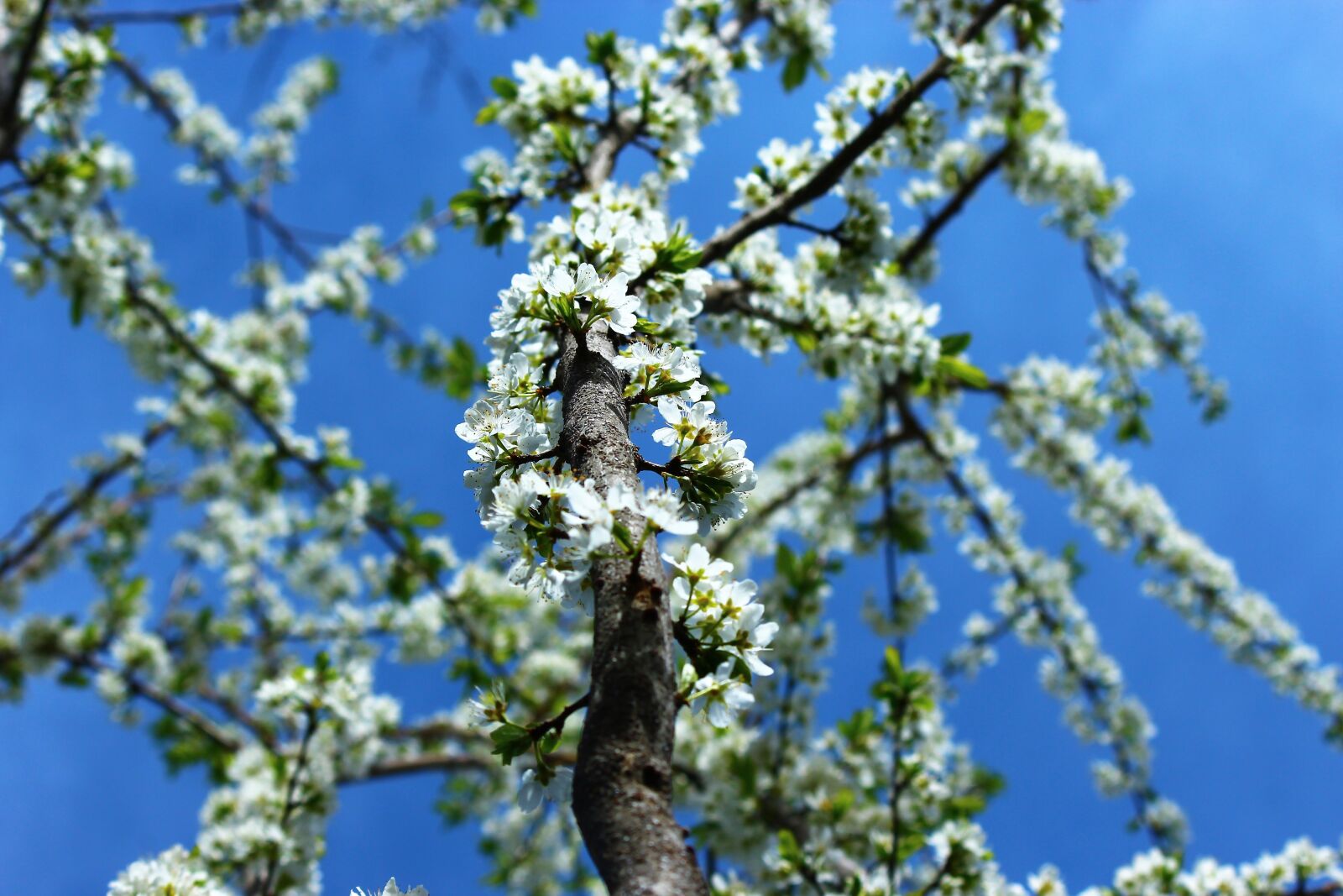 Canon EOS 600D (Rebel EOS T3i / EOS Kiss X5) sample photo. Tree, branch, current season photography