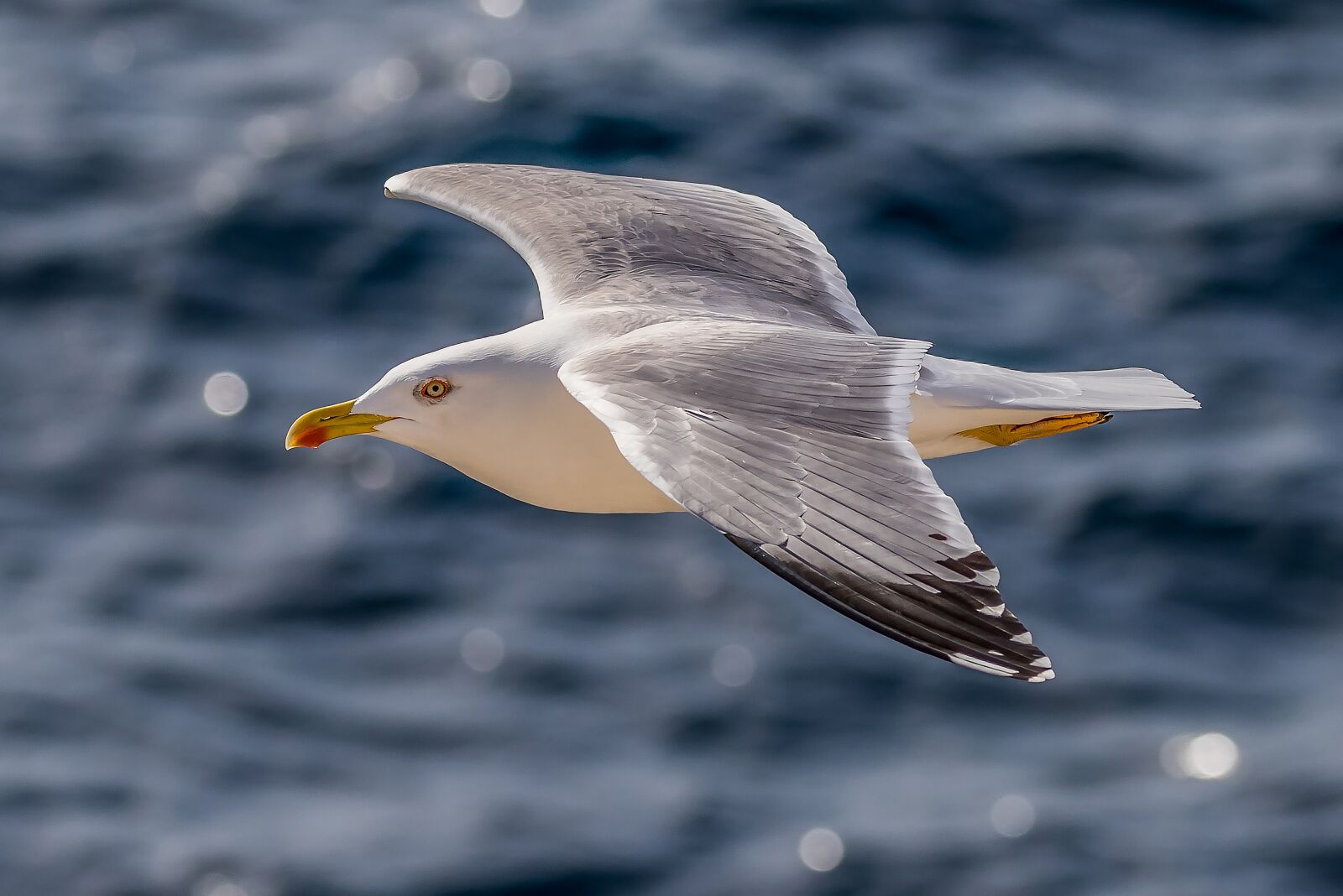 150-600mm F5-6.3 DG OS HSM | Contemporary 015 sample photo. Seagull, herring gull, bird photography