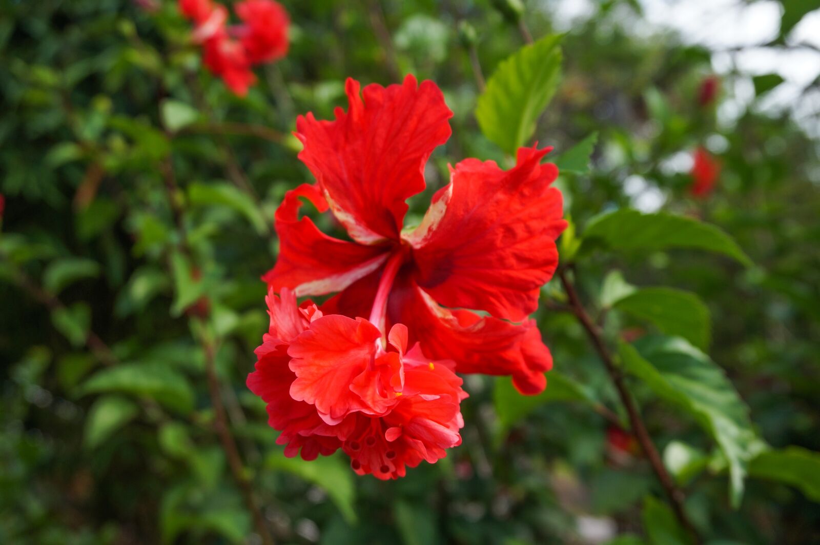 Sony Alpha NEX-3N sample photo. Flower, hibiscus, blossom photography