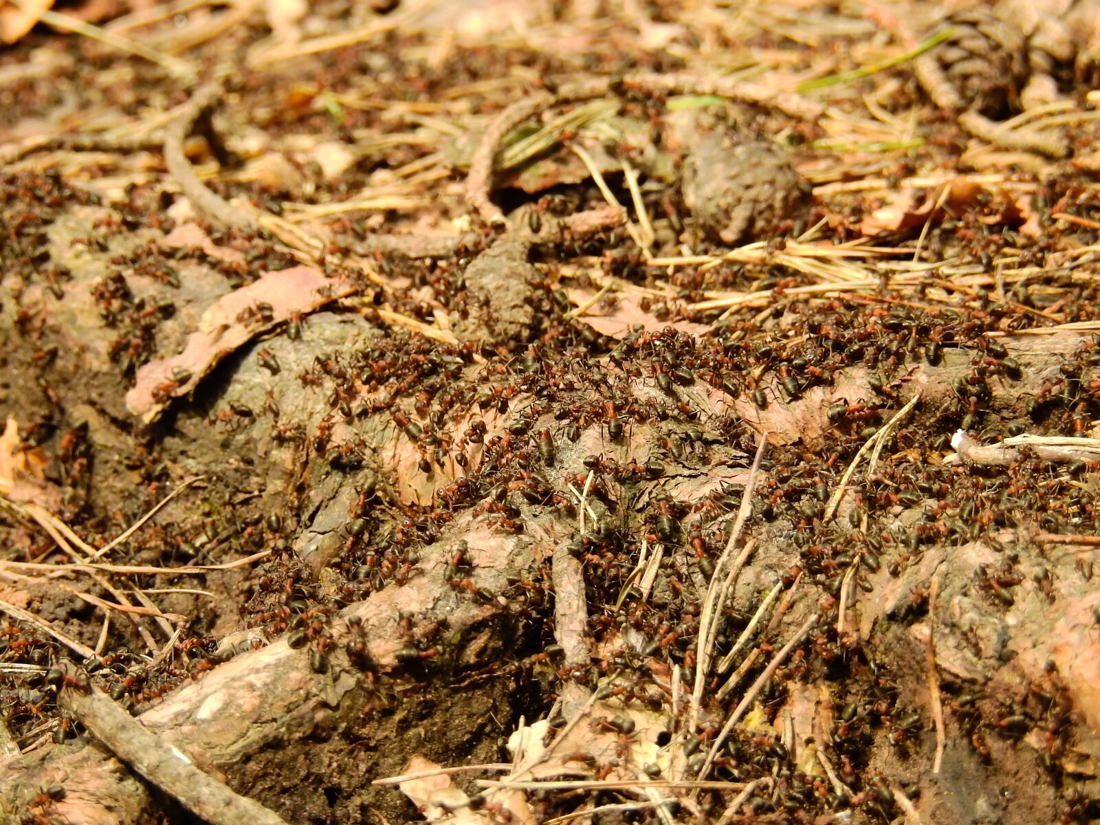 Nikon Coolpix P900 sample photo. Ants, insect, forest photography
