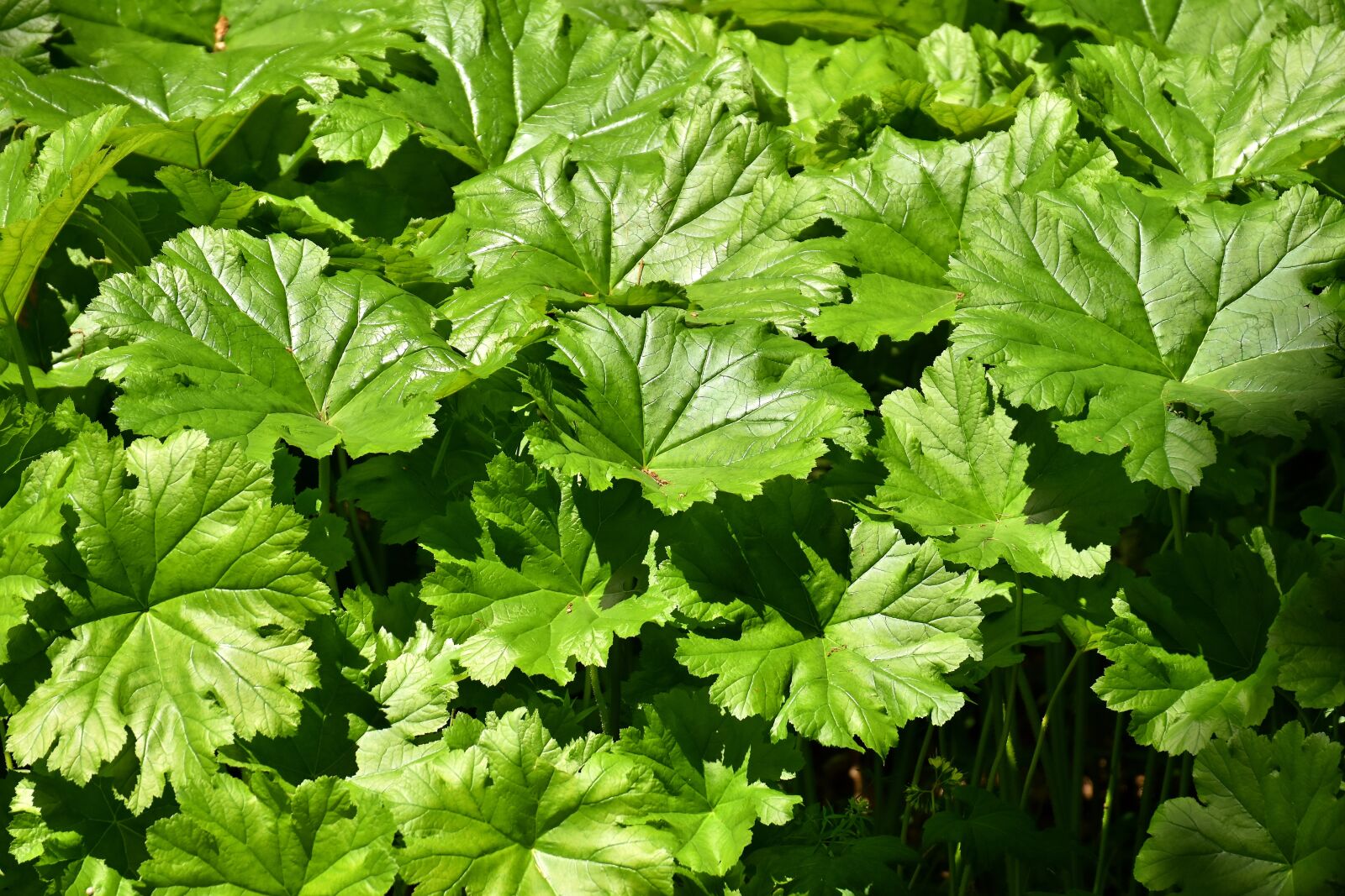 Nikon D7200 sample photo. Mammoth leaf gunnera, gunnera-tinctoria photography