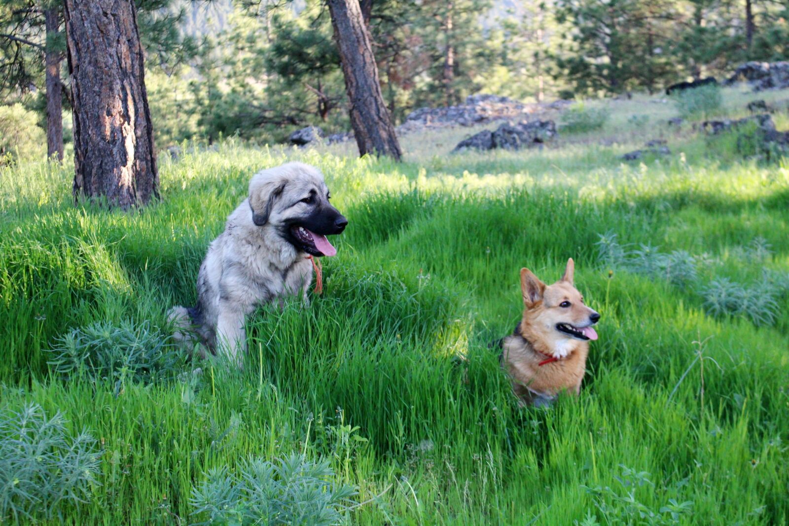 Canon EOS 100D (EOS Rebel SL1 / EOS Kiss X7) sample photo. Dogs, corgi, sarplaninac photography
