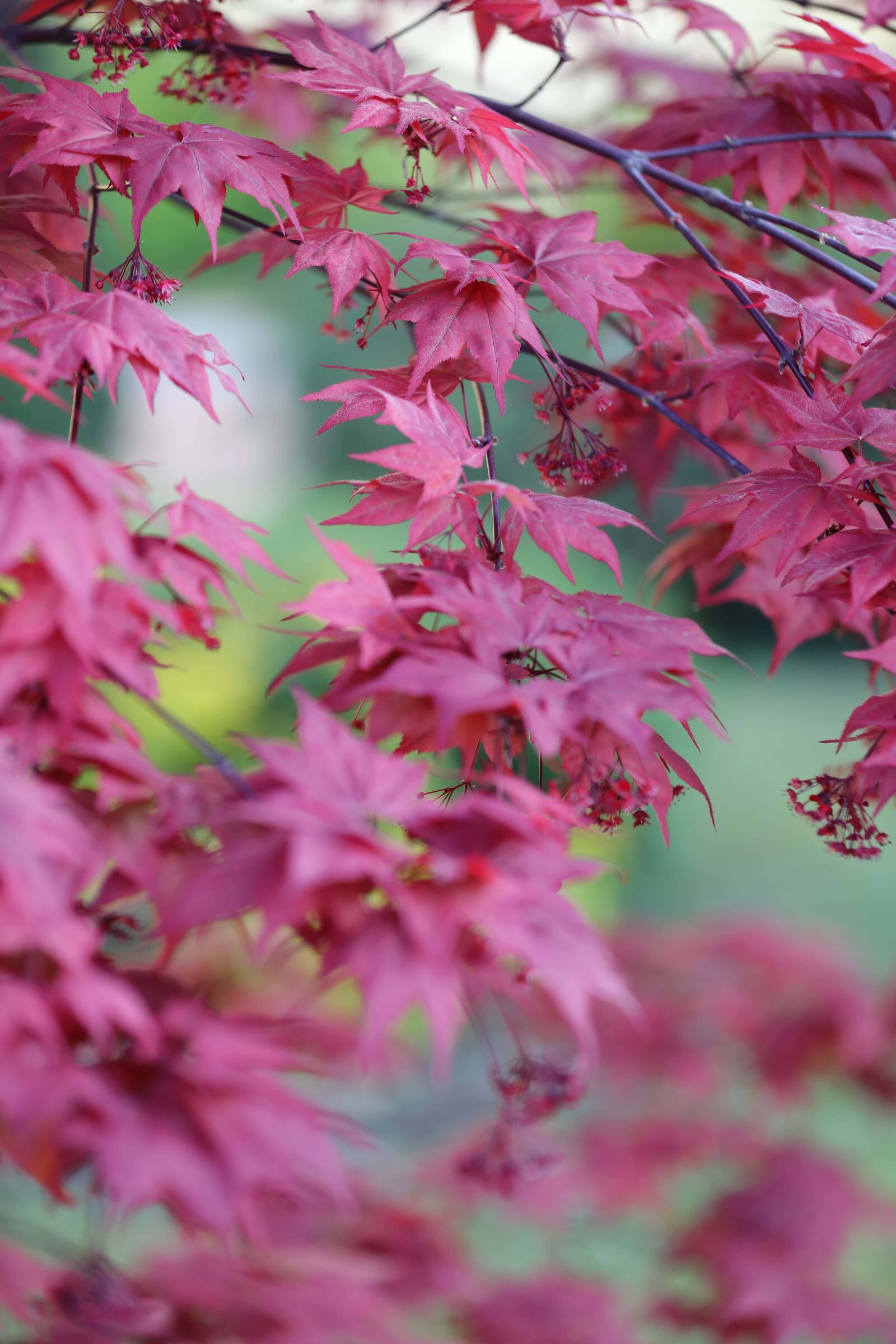 Canon EOS 5D Mark III sample photo. Spring, shrub, flowers, leaf photography