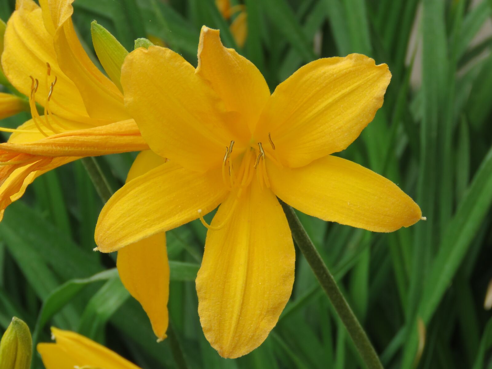 Canon PowerShot SX60 HS sample photo. Flower, close up, garden photography