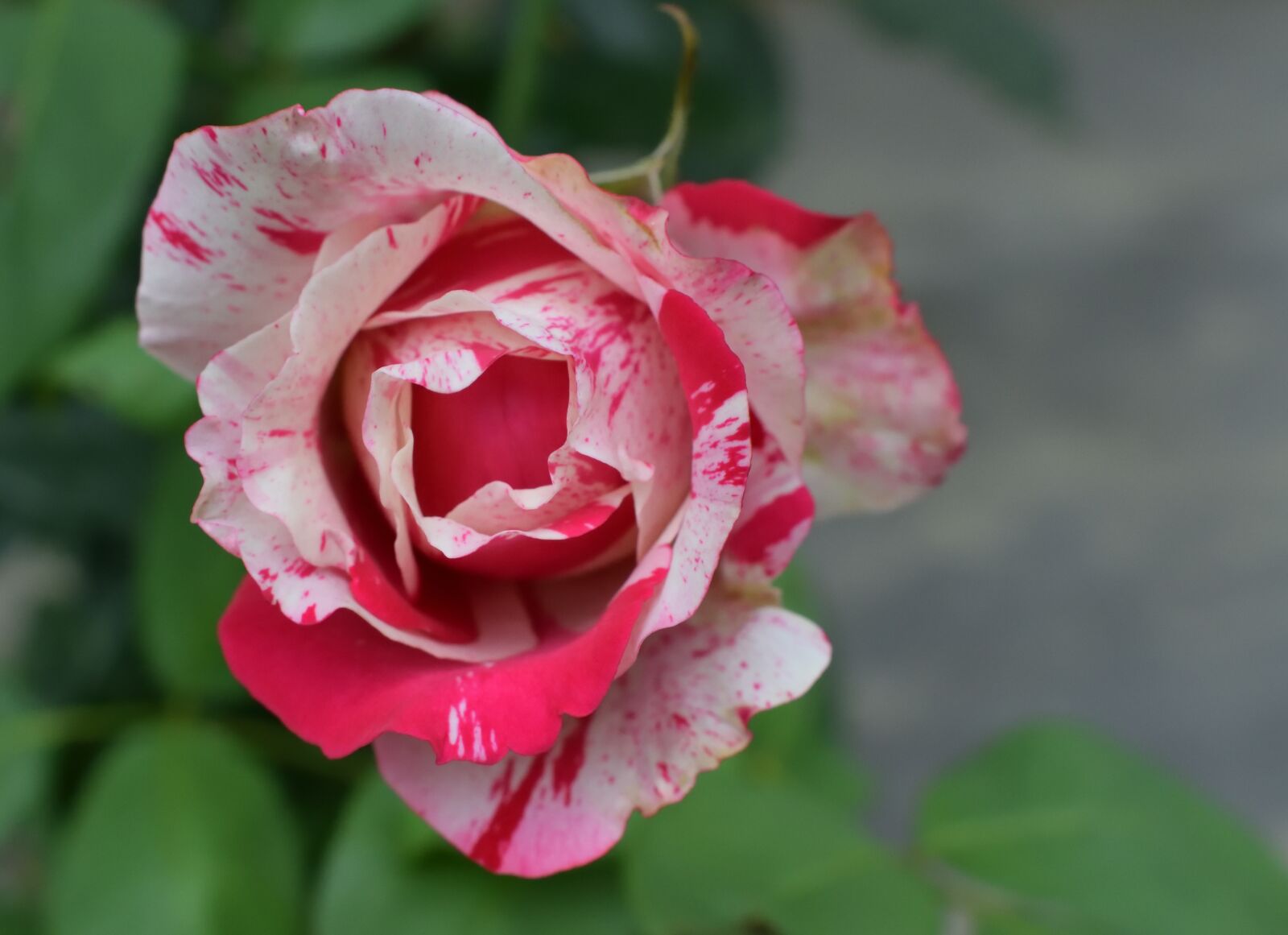 Nikon D5300 sample photo. Rosa, red, flower photography