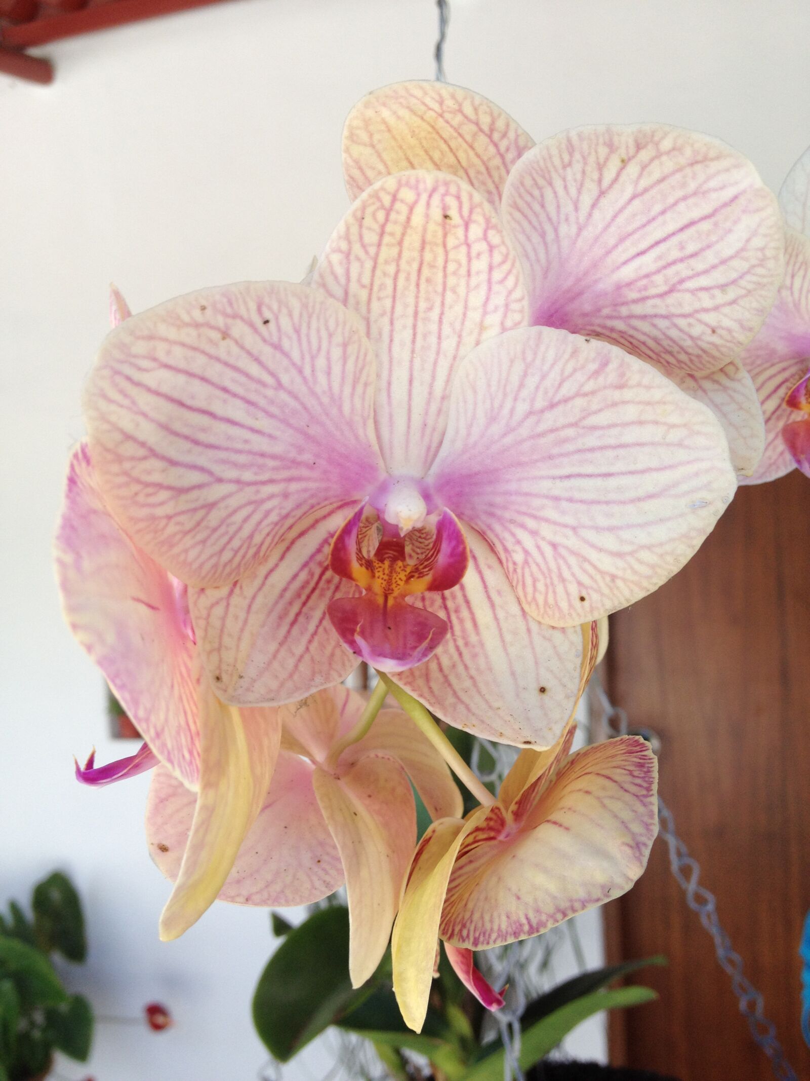 Apple iPhone 4S sample photo. Orchid, flower, exotic photography