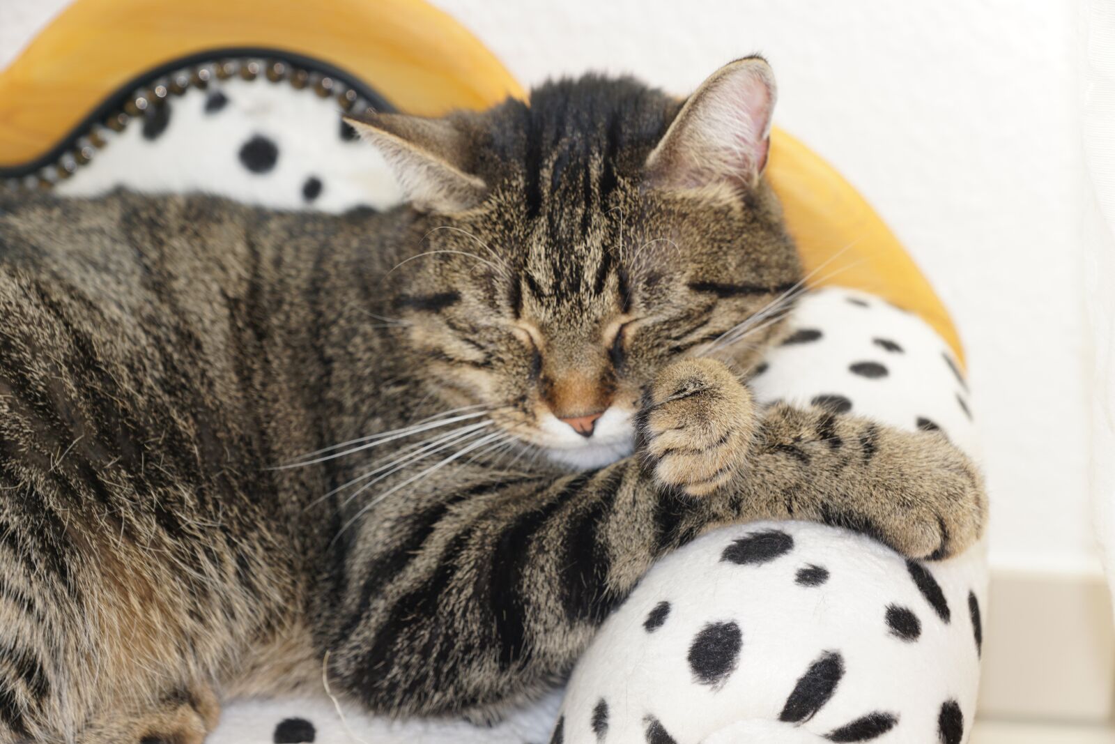 Sony ILCA-77M2 + Sony DT 16-50mm F2.8 SSM sample photo. Cute, animal, small photography