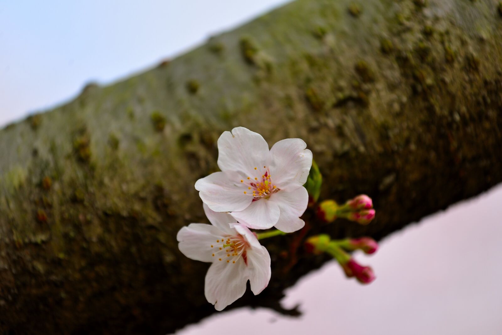 Nikon D610 sample photo. Orchid, nature, flo photography