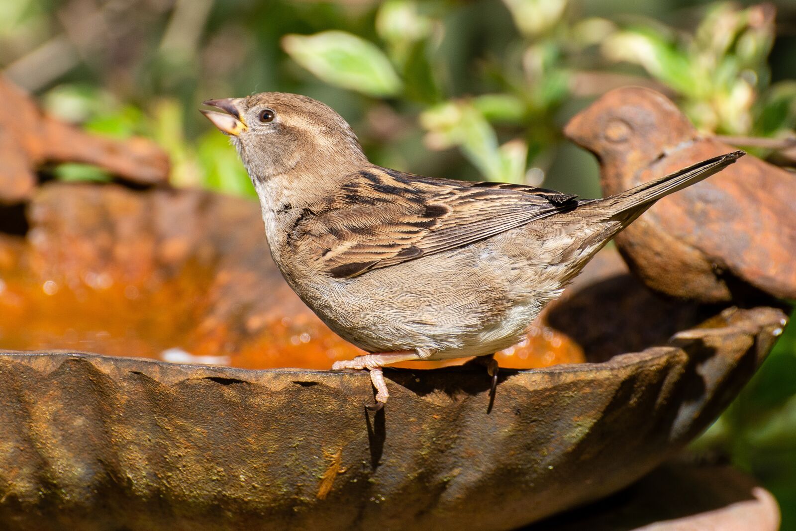 Nikon D800 sample photo. Sparrow, house sparrow, bird photography