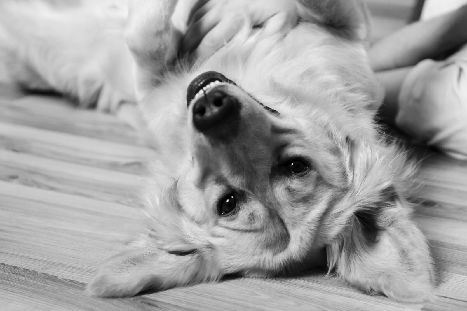 Nikon D7000 sample photo. Dog, golden retriever, golden photography