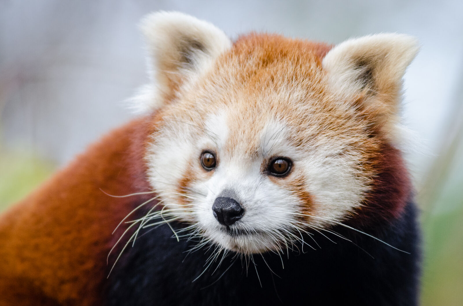 AF Zoom-Nikkor 80-200mm f/2.8 ED sample photo
