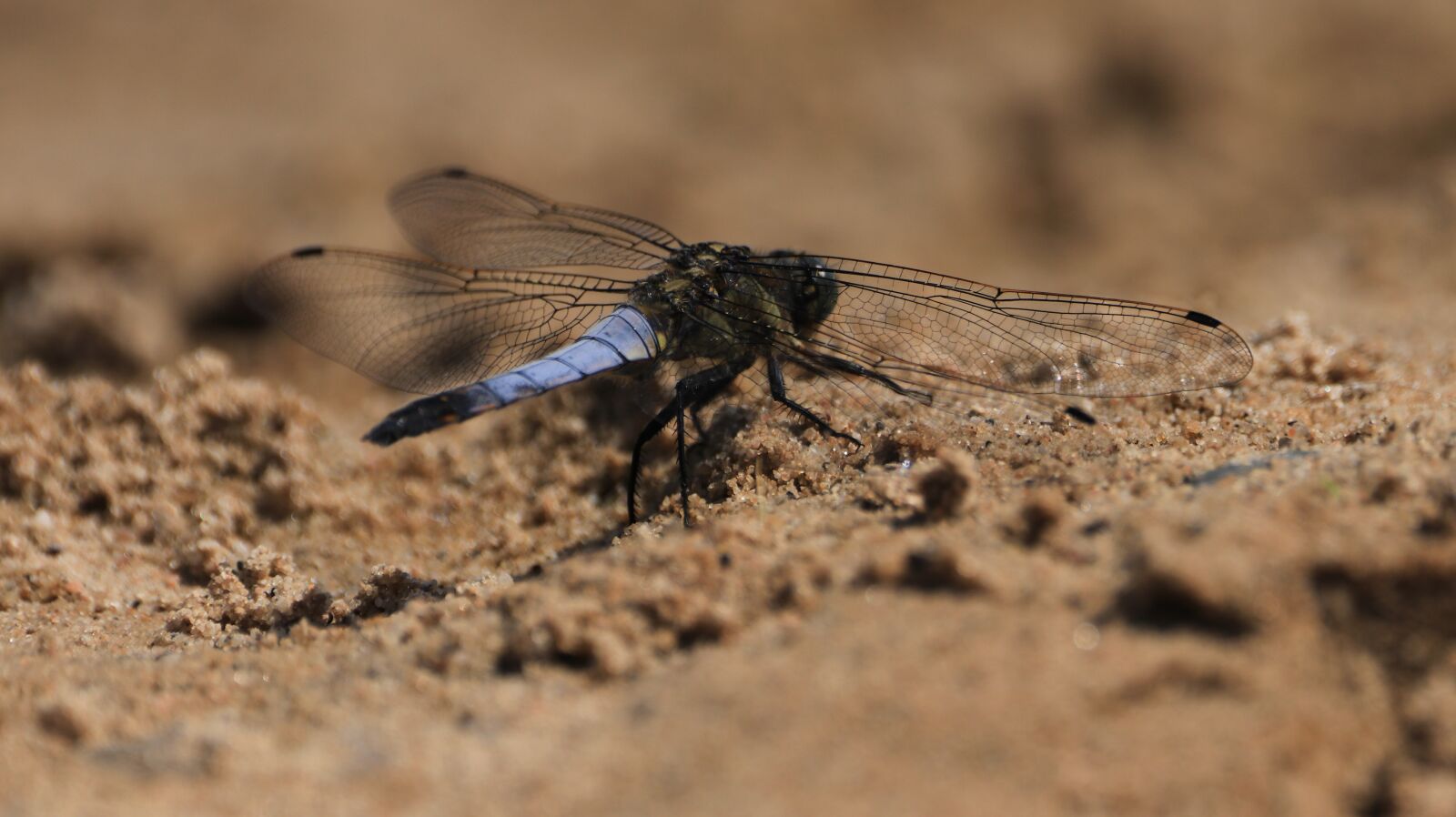 150-600mm F5-6.3 DG OS HSM | Contemporary 015 sample photo. Dragonfly, blue, sand photography