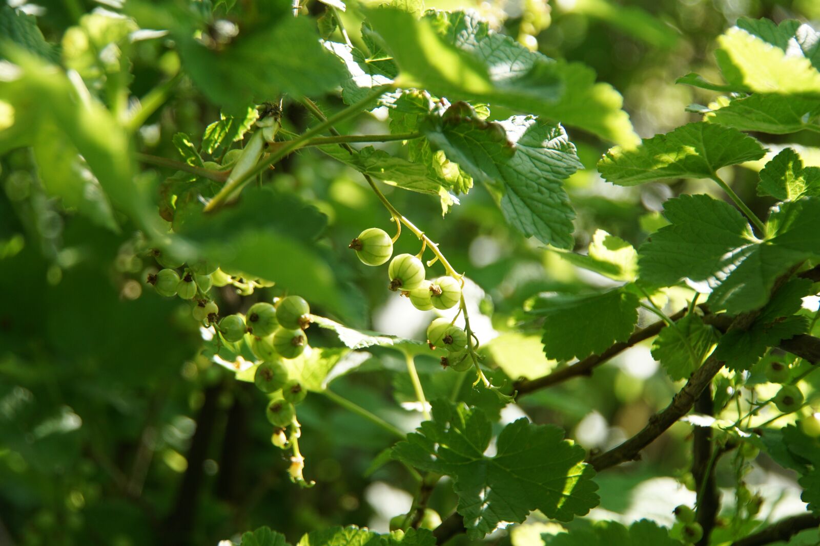 Sony ILCA-77M2 + DT 18-270mm F3.5-6.3 SSM sample photo. Currant, berry, bush photography