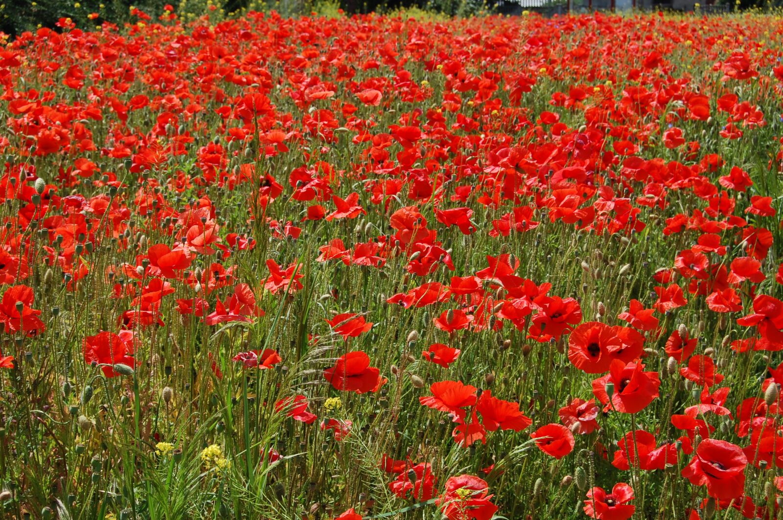 Nikon D40 sample photo. Poppies, flowers, landscape photography