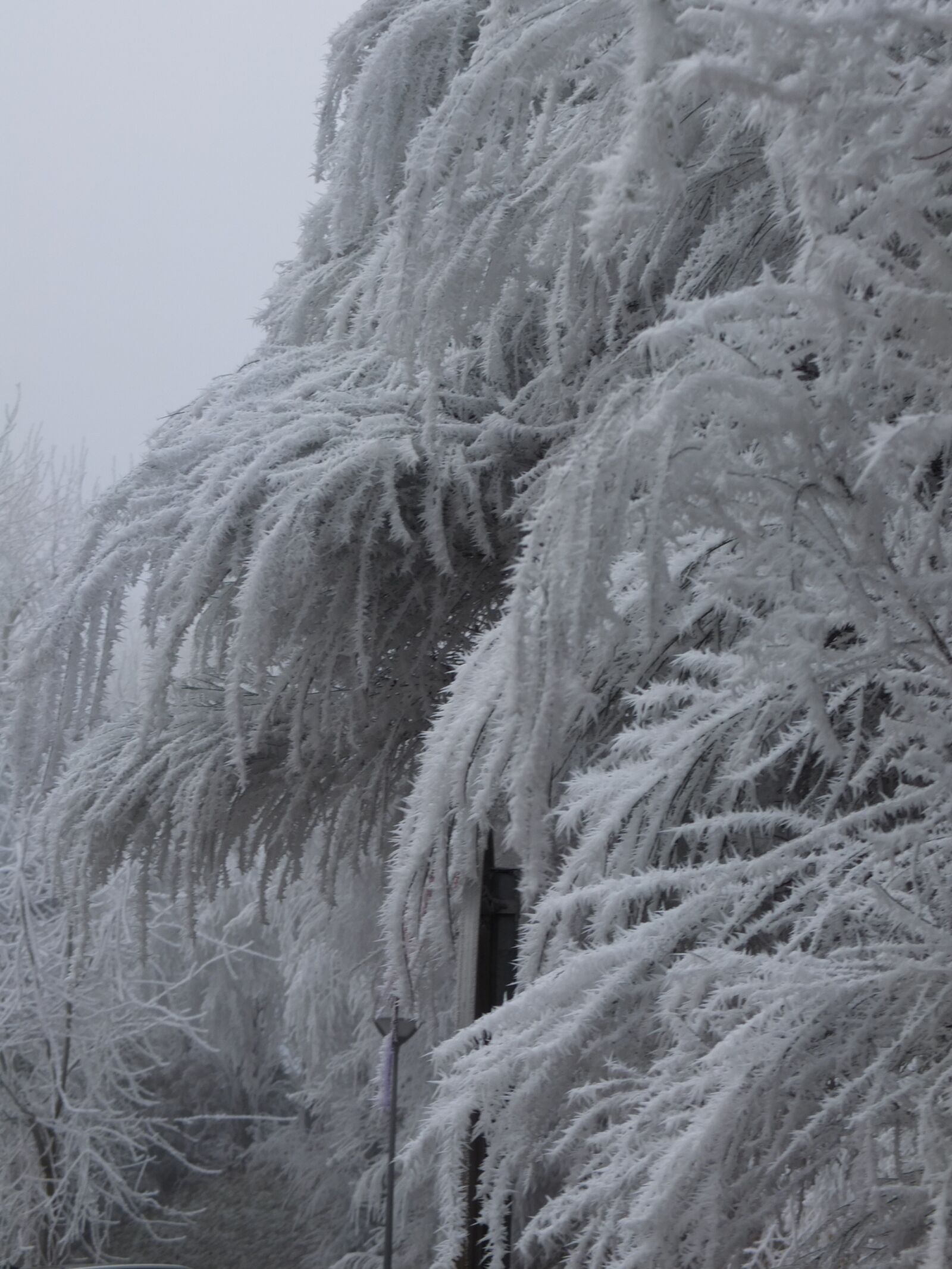 Fujifilm X10 sample photo. Cold, hoar frost, gel photography