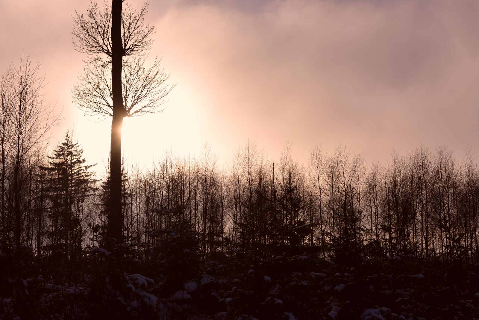 Nikon D610 sample photo. Forest, lighting, trees photography