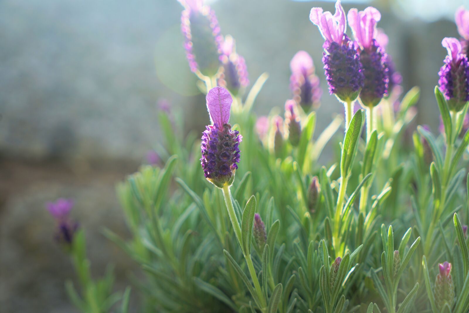 Sony a7 II sample photo. Lavender, wake up, flower photography