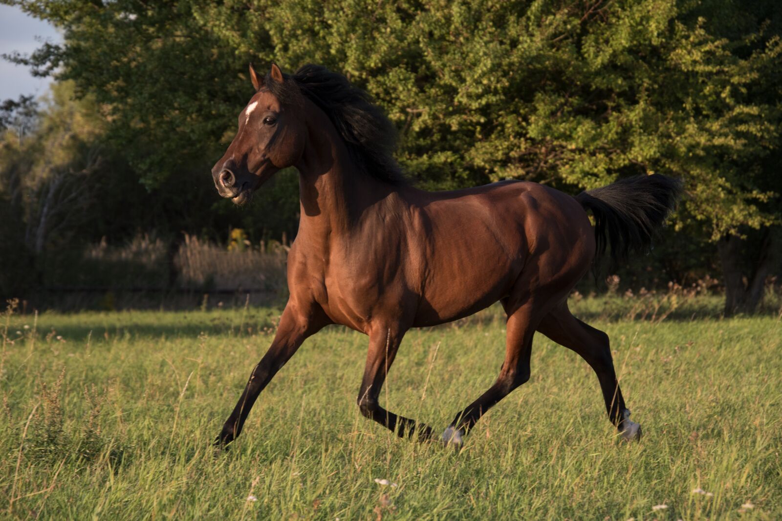 Nikon D5600 sample photo. Horse, brown horse, animal photography