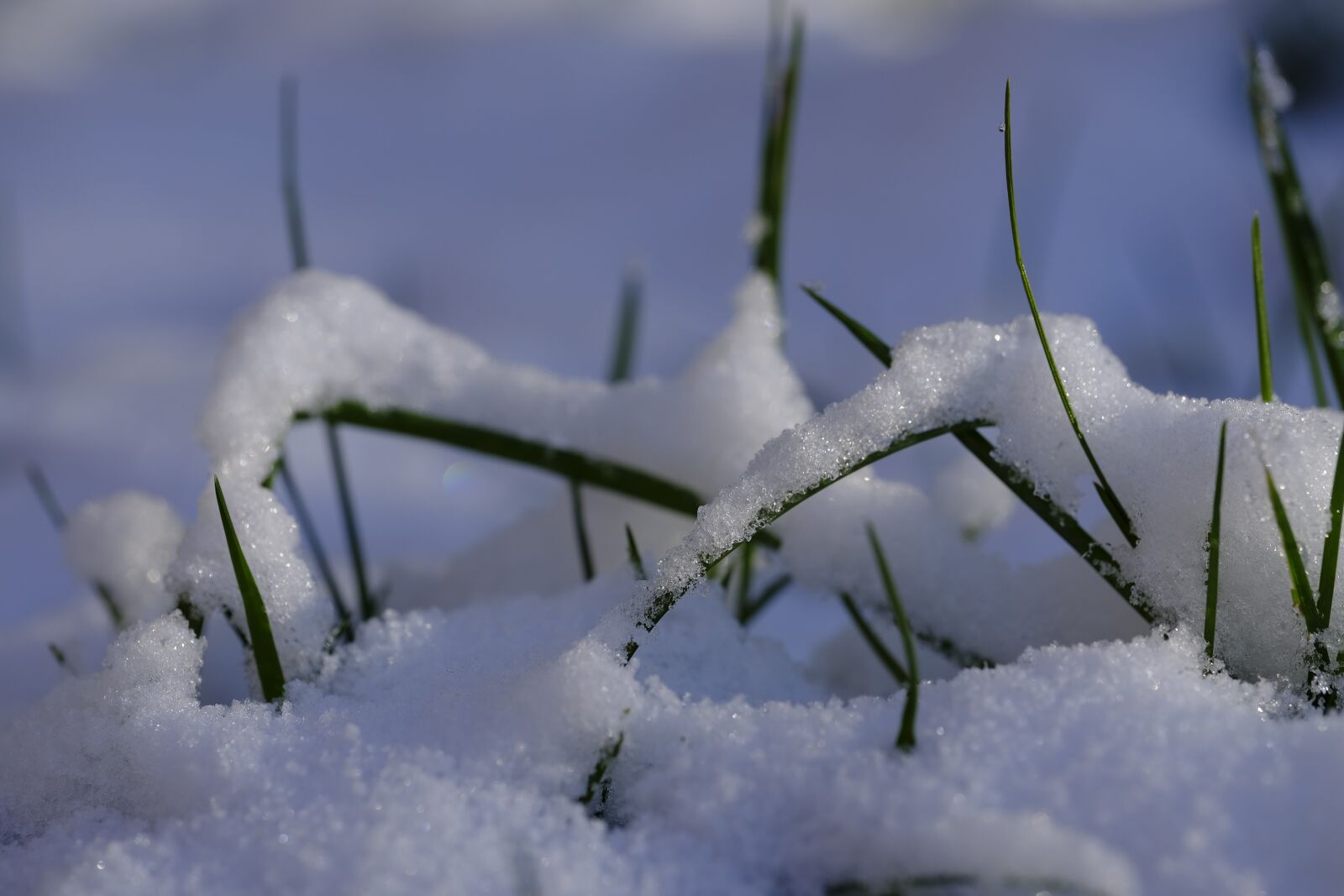 Fujifilm X-T2 + Fujifilm XF 80mm F2.8 R LM OIS WR Macro sample photo. Winter, snow, grass photography