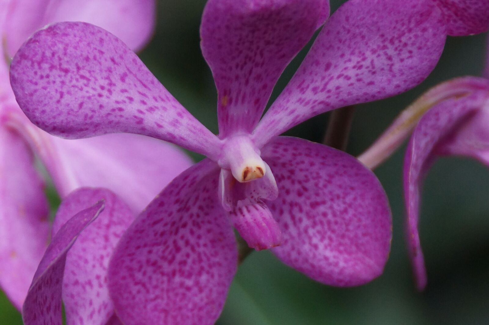 Sony SLT-A77 + Sony DT 18-250mm F3.5-6.3 sample photo. Orchid, flower, flora photography