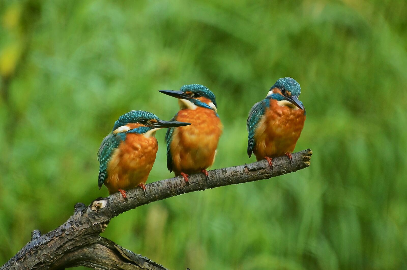 Nikon D3200 sample photo. Kingfisher, nature, branch photography