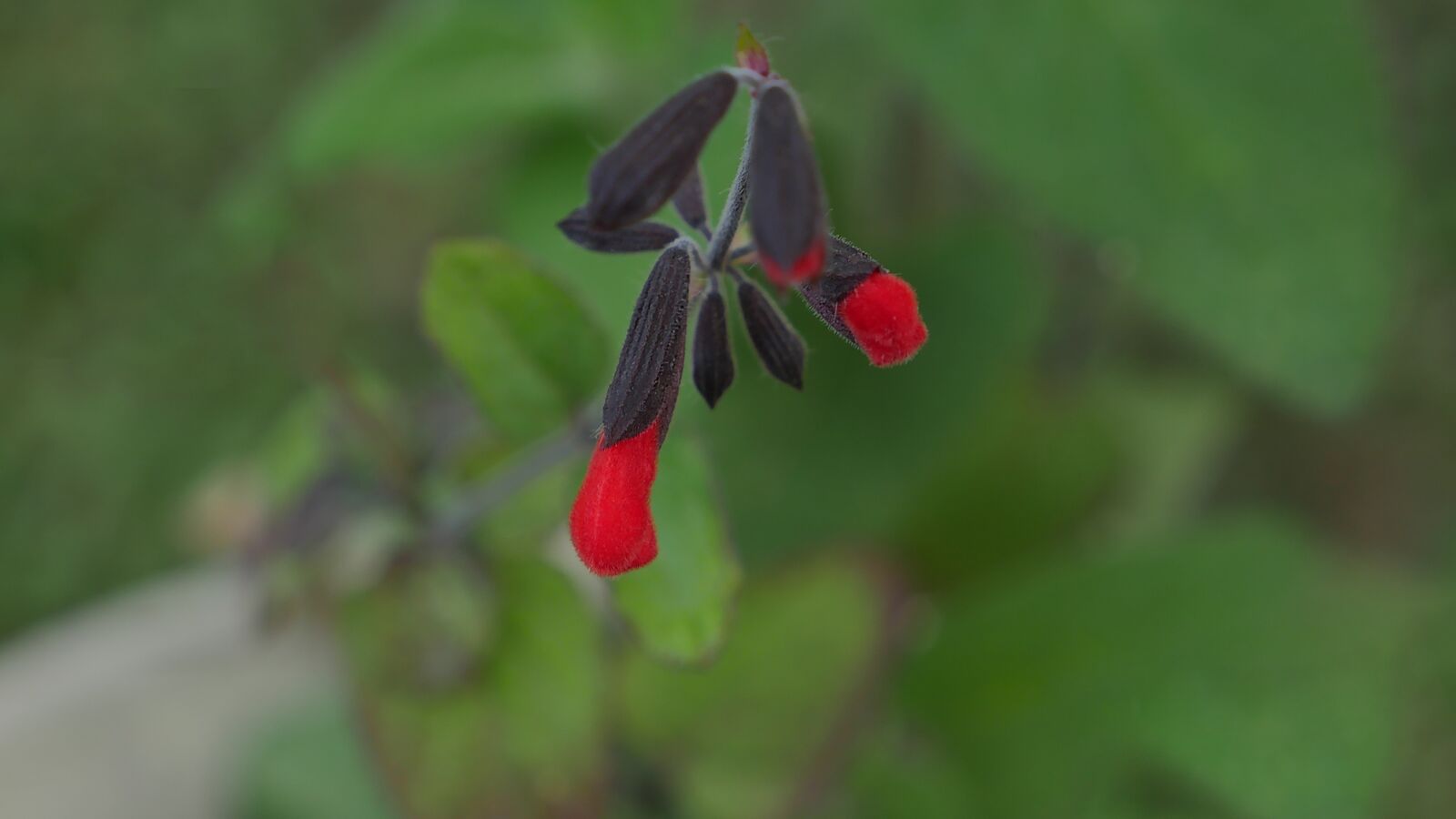 Panasonic Lumix DMC-GH4 sample photo. Nature, leaf, outdoors photography