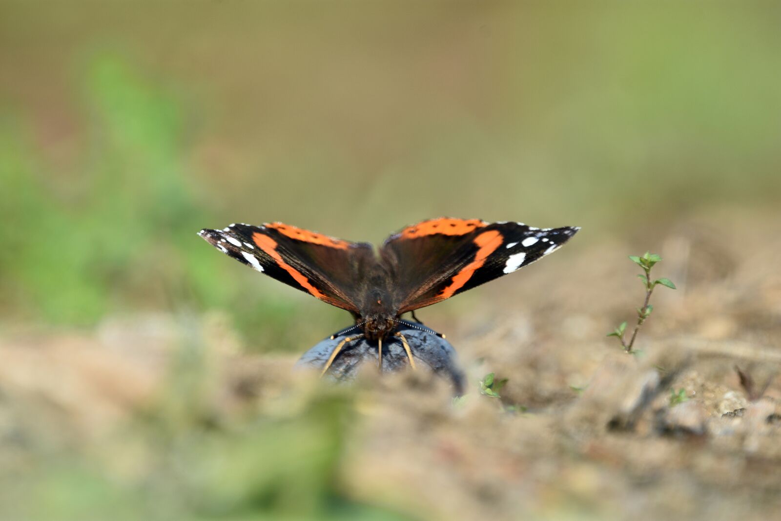 Nikon D3400 sample photo. Butterfly, insect, nature photography