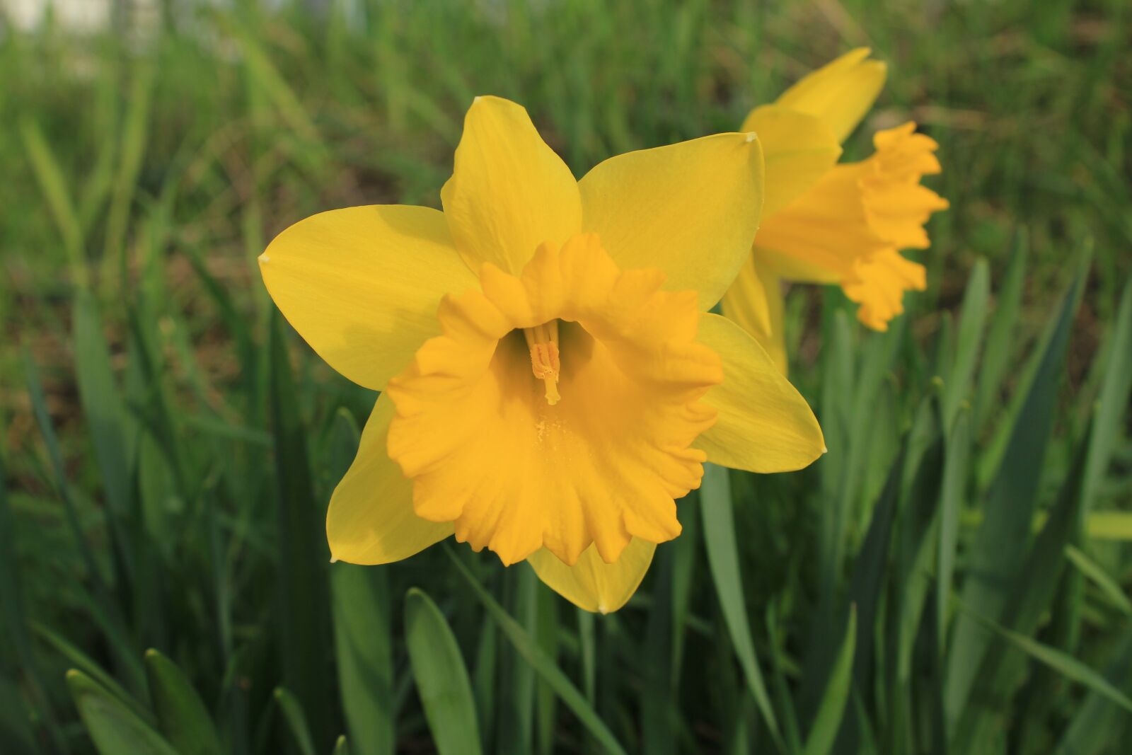 Canon EOS 550D (EOS Rebel T2i / EOS Kiss X4) sample photo. Flower, spring, yellow photography
