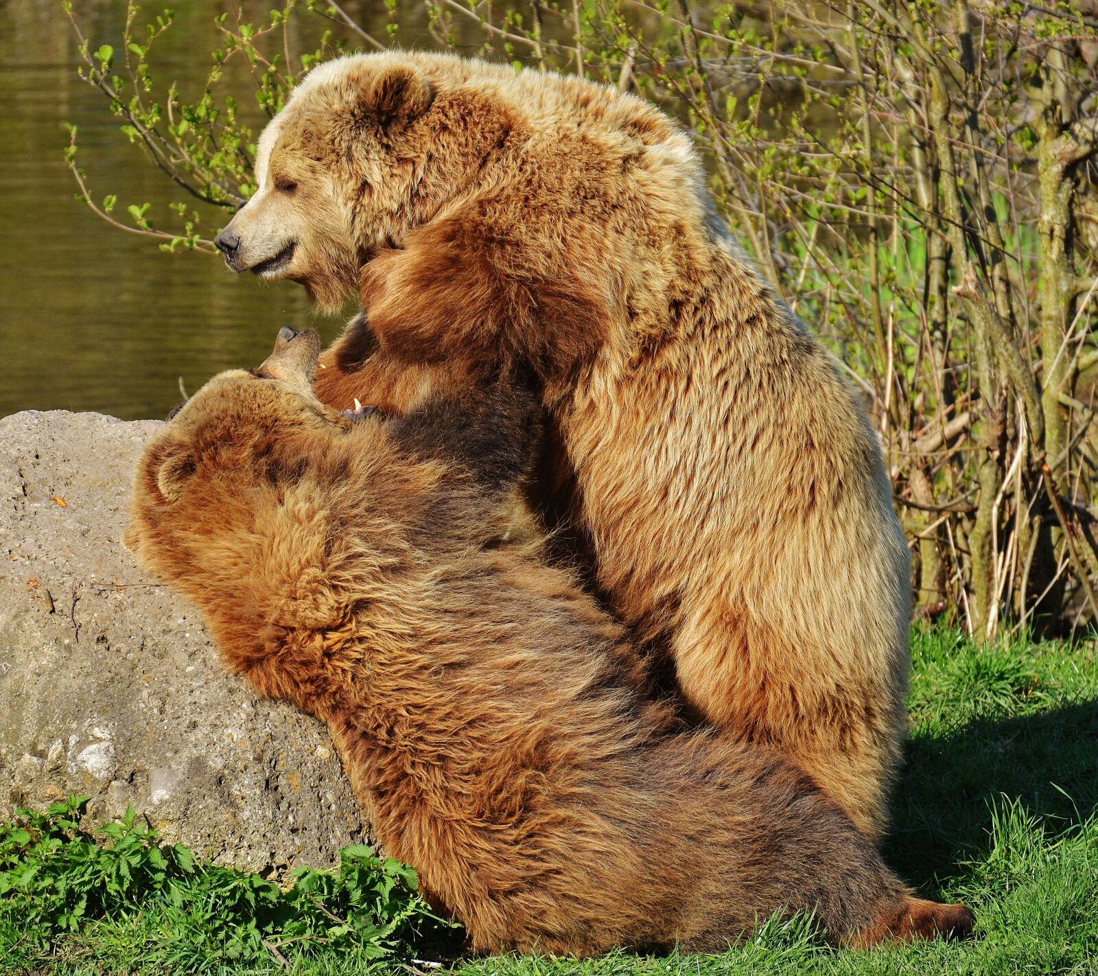Nikon D3200 sample photo. Bear, wildpark poing, play photography