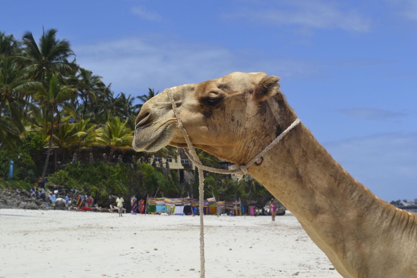 Nikon D3100 sample photo. Beach, mombasa, east africa photography