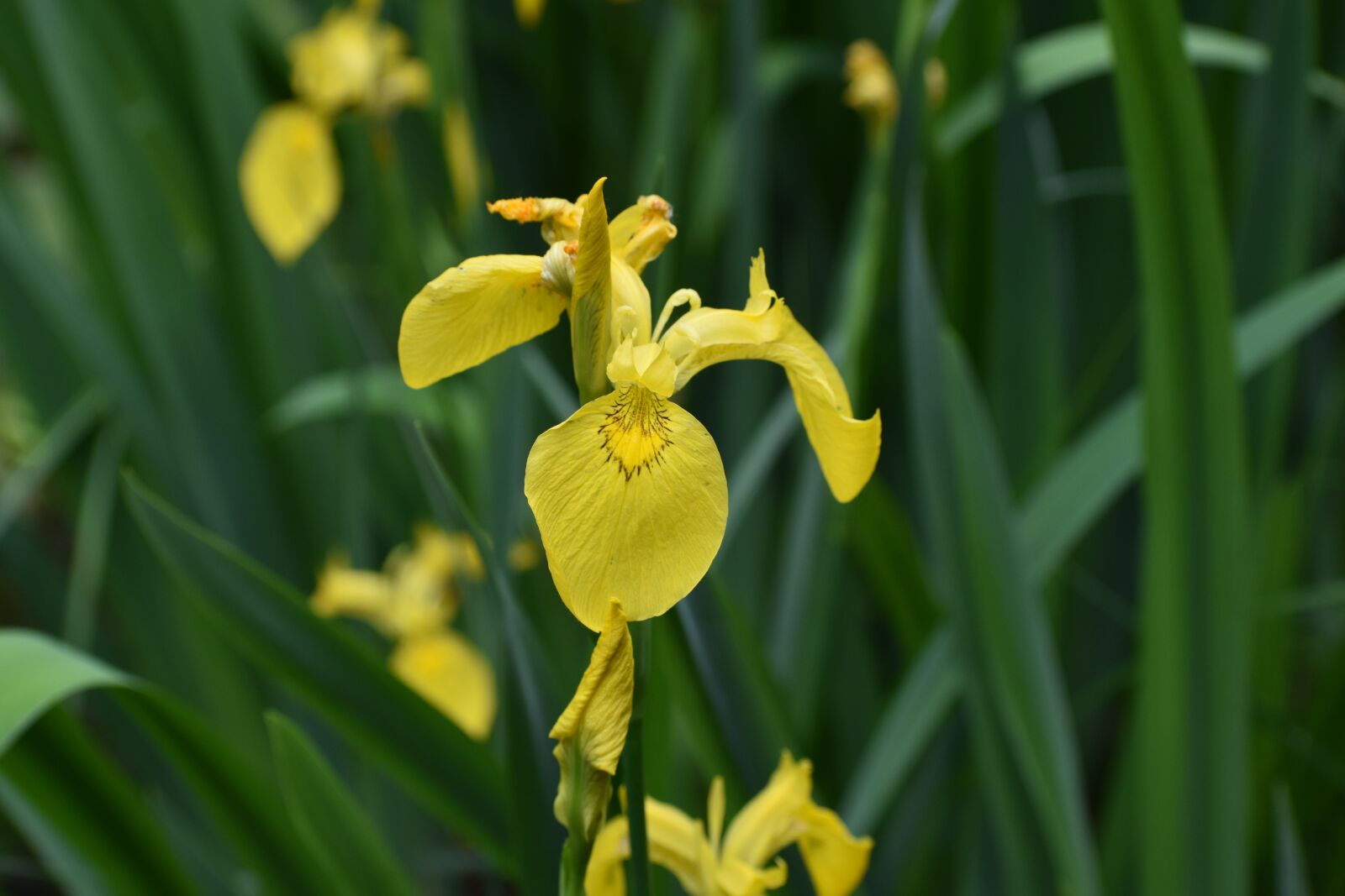 Nikon D3500 sample photo. Flowers, spring, flora photography