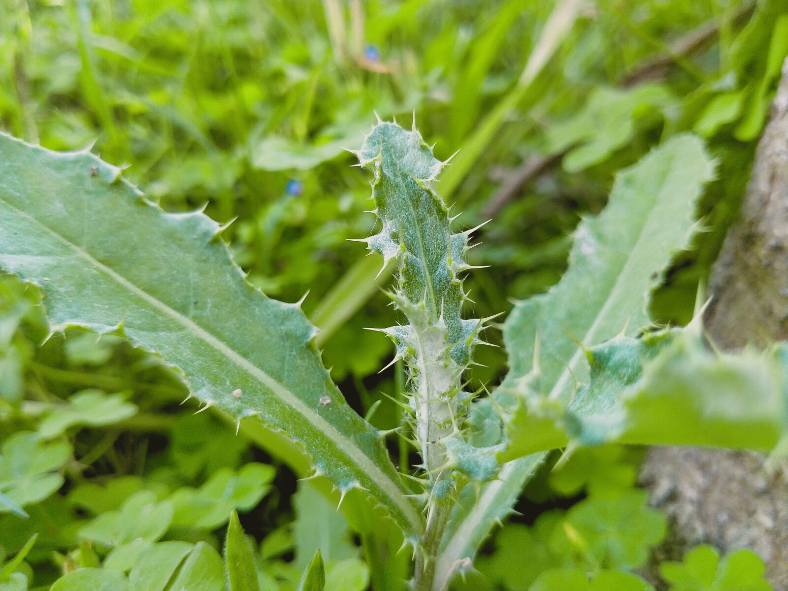 OPPO A5 2020 sample photo. Milkthistle, trees, plants photography