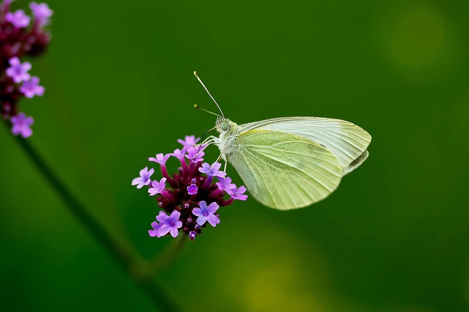 Canon EOS 60D sample photo. Butterfly, lepidoptera, entomology photography
