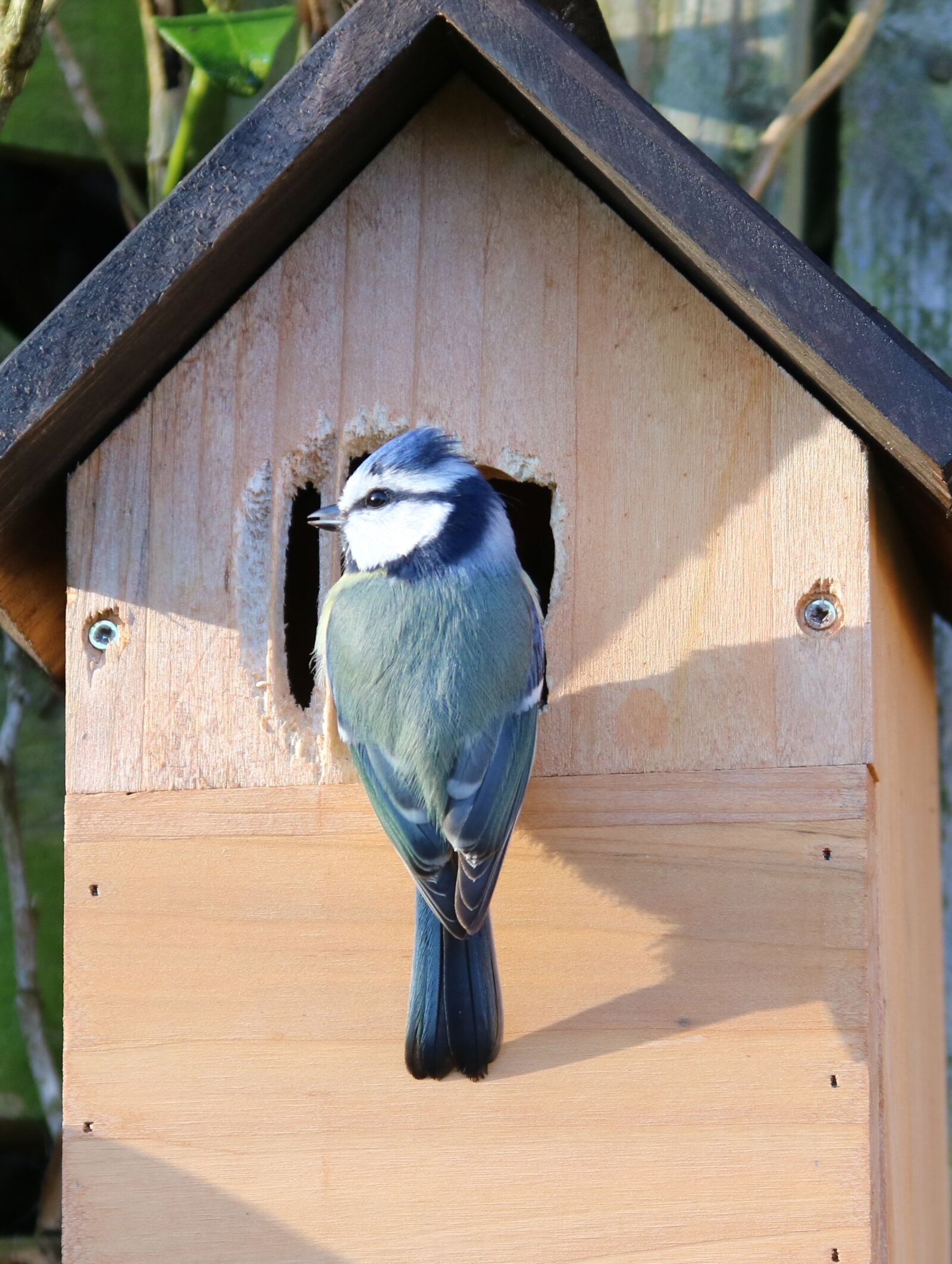 Canon EF 28-135mm F3.5-5.6 IS USM sample photo. Blue tit, nesting, nest photography