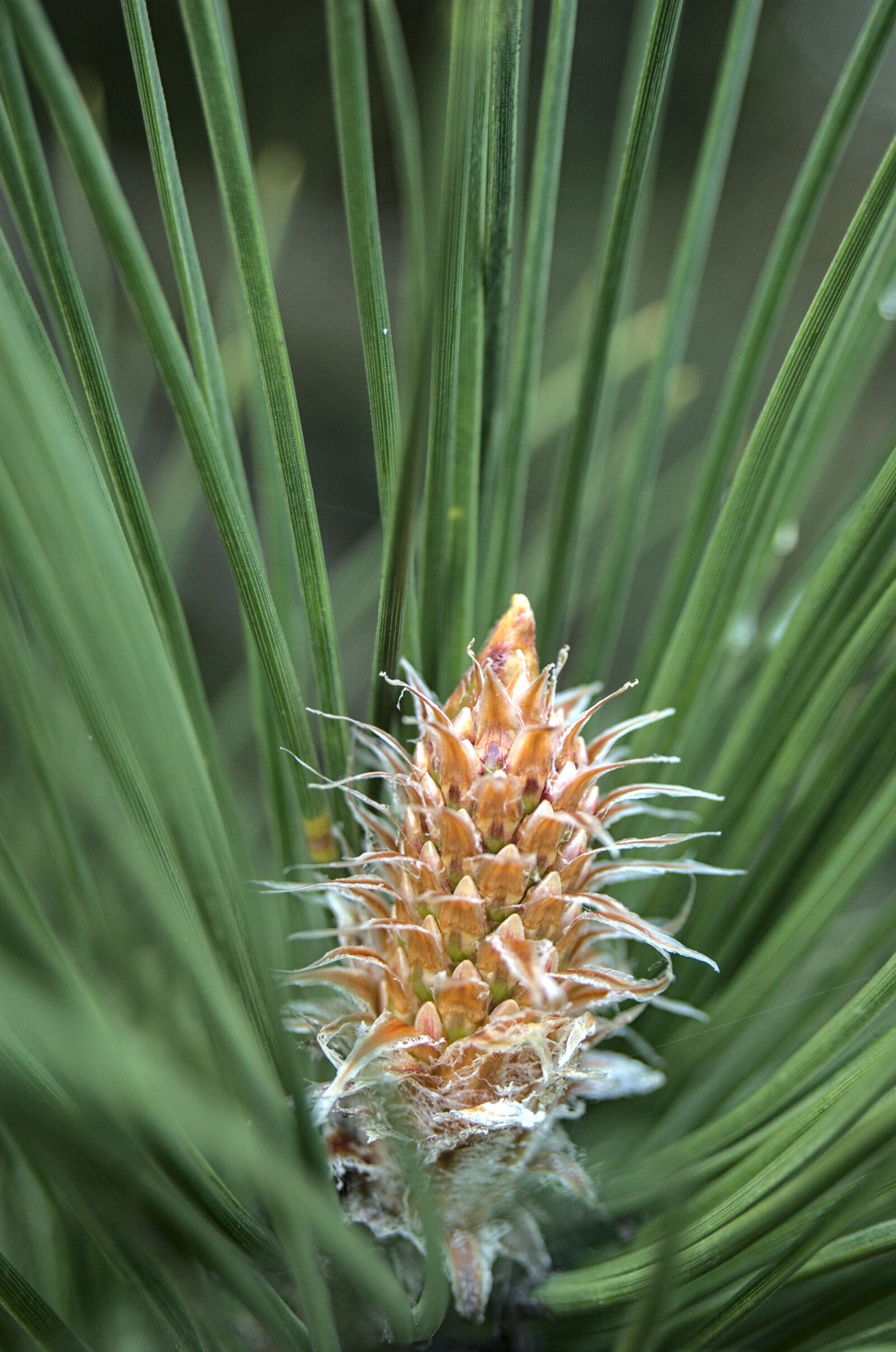 Nikon D40 sample photo. Pine, young pulse, spring photography