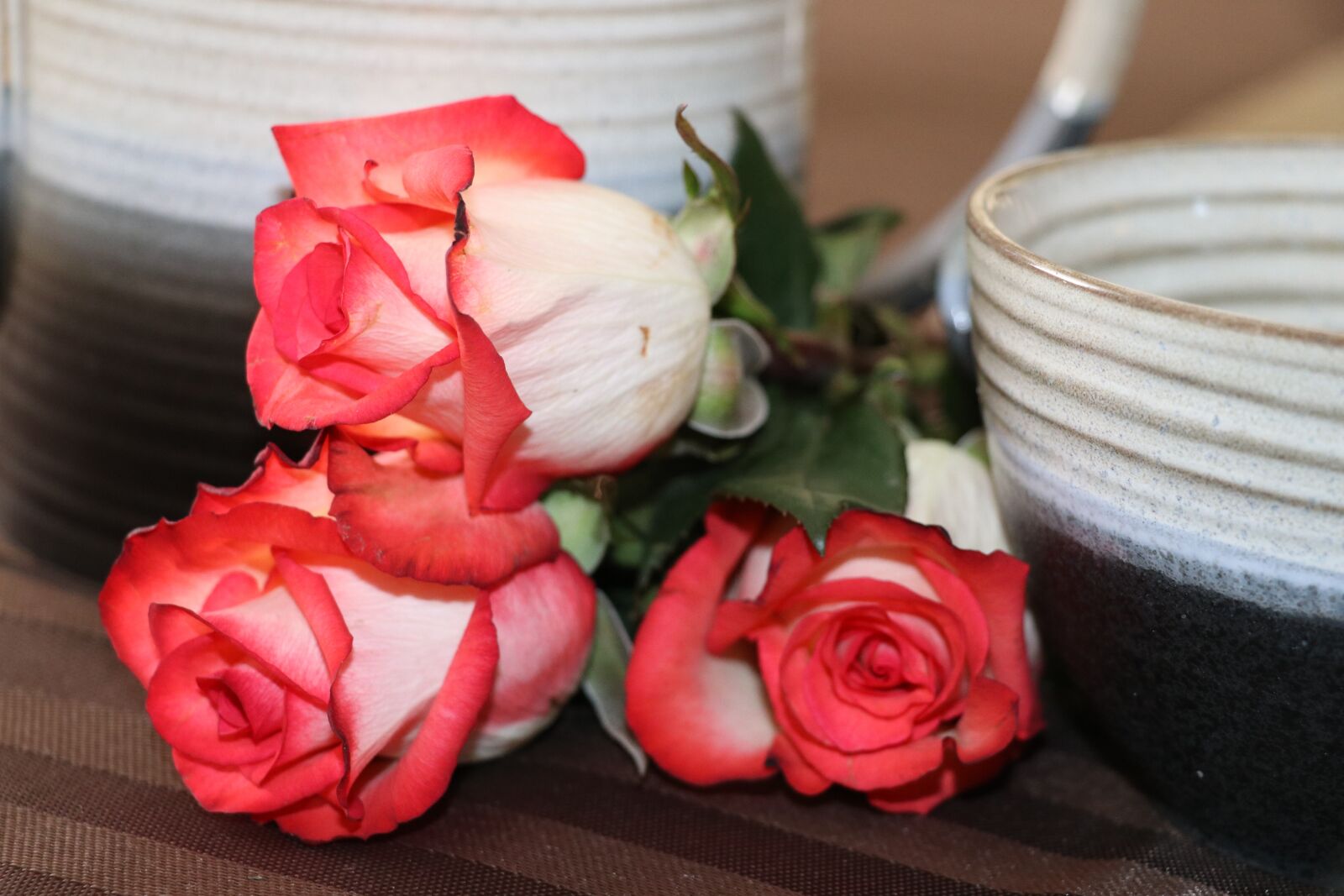 Canon EF-S 18-135mm F3.5-5.6 IS USM sample photo. Flower, rose, still life photography