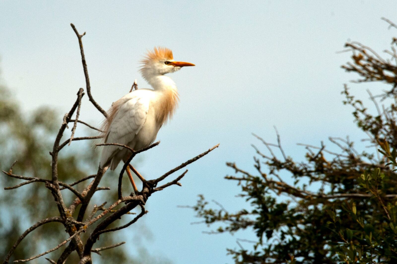 Nikon D700 sample photo. Cattle egret, nature, birds photography