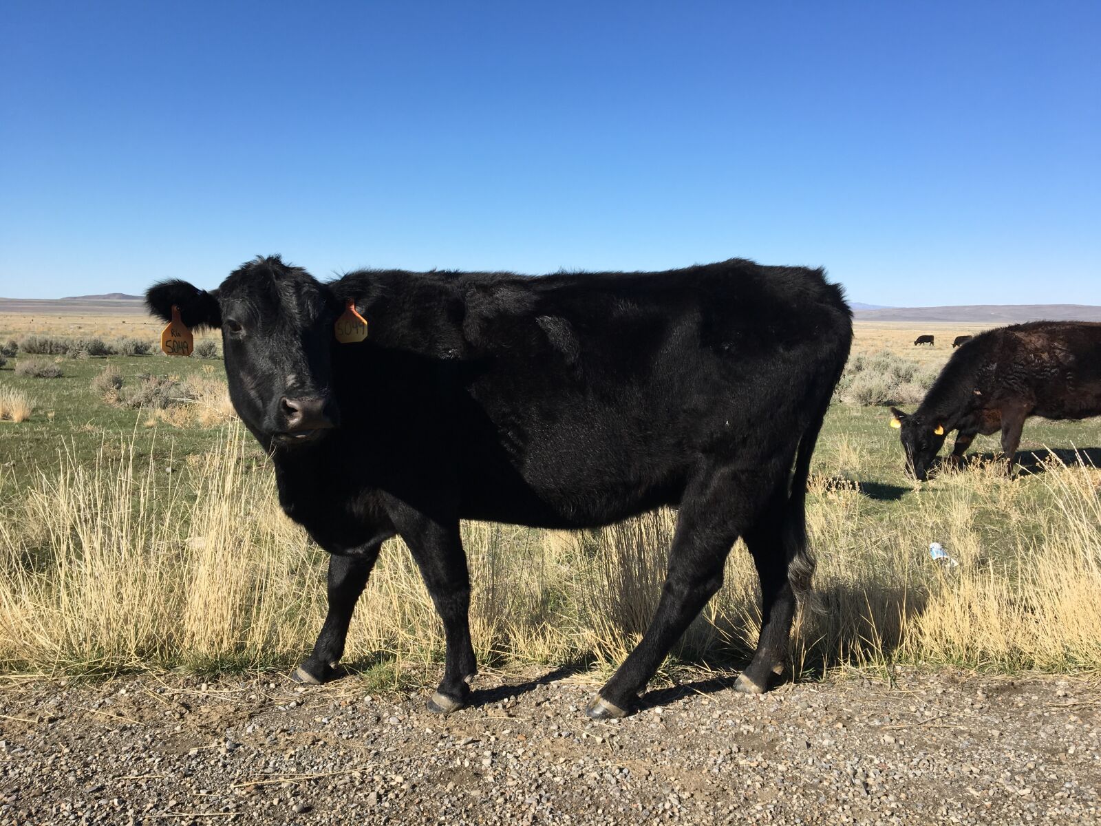 Apple iPhone 6s sample photo. Cow, cute, nature photography