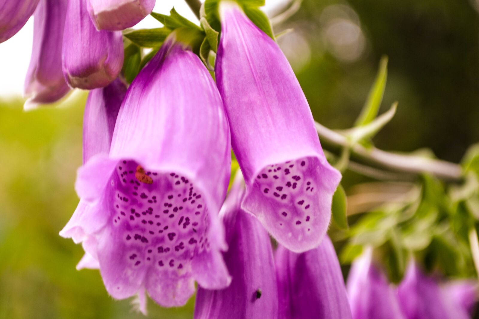 Nikon D3100 sample photo. Thimble, toxic, flower photography