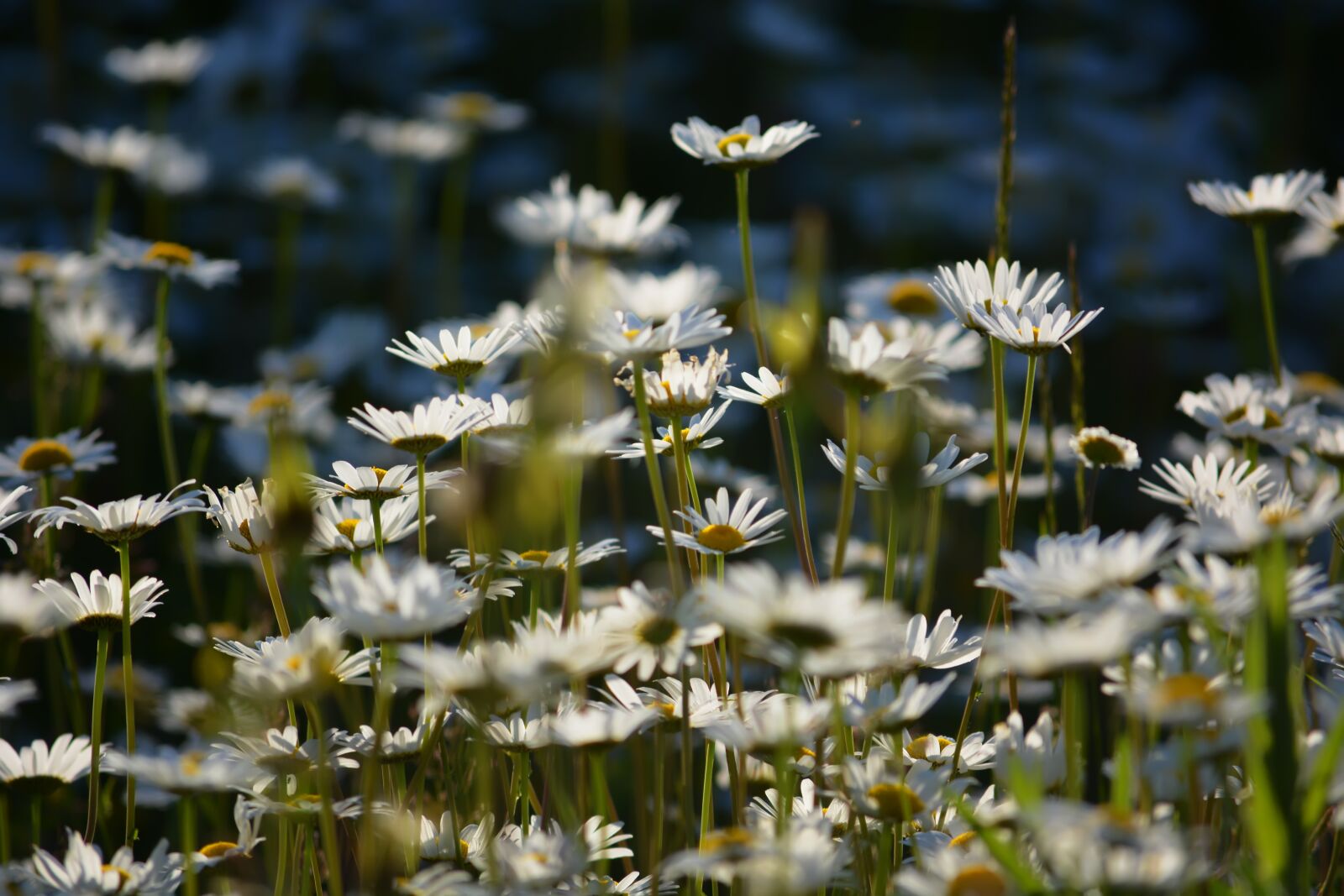 Nikon D5200 sample photo. Flowers, chamomile, spring photography