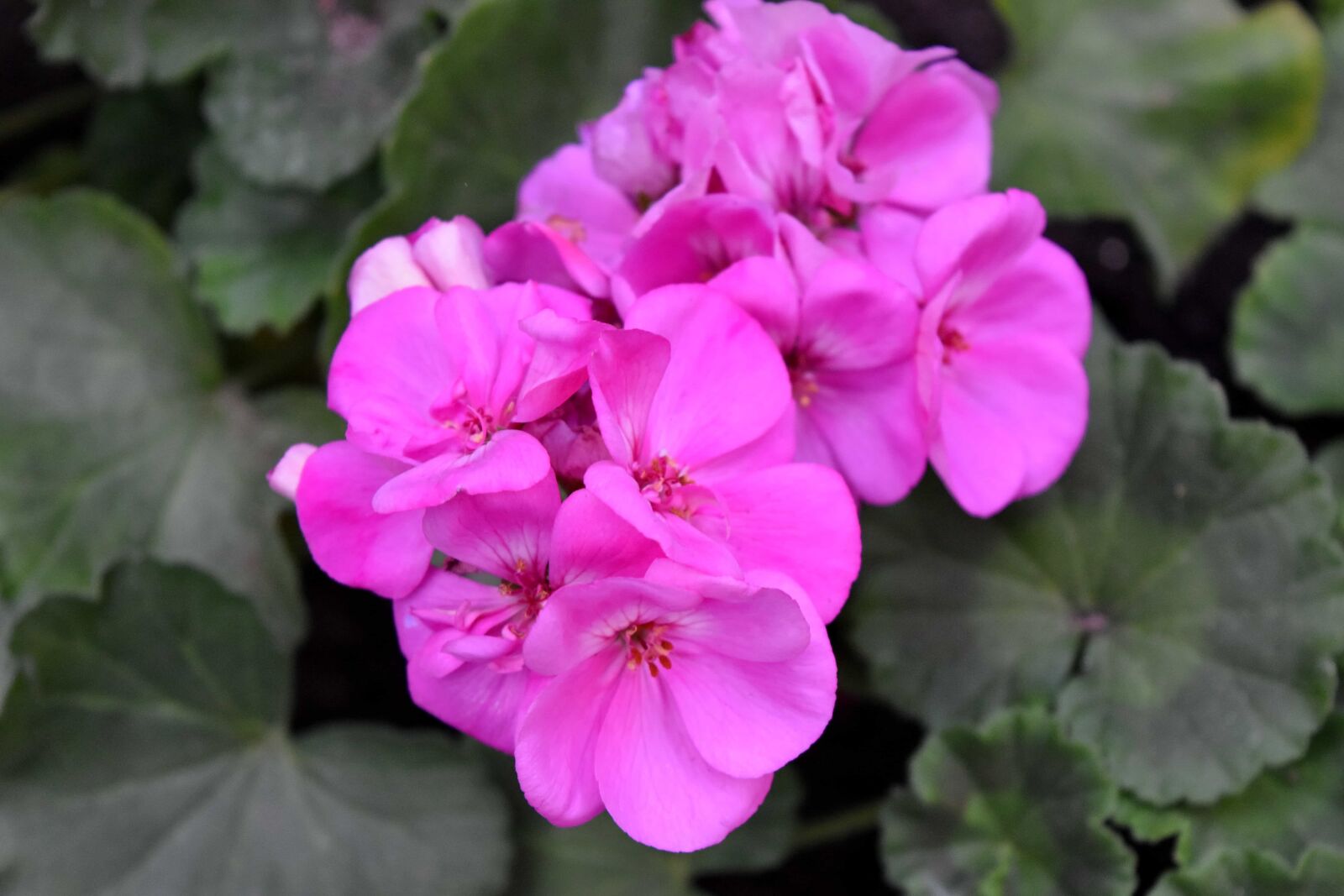 Nikon D5500 sample photo. Pink, flowers, blossom, geranium photography