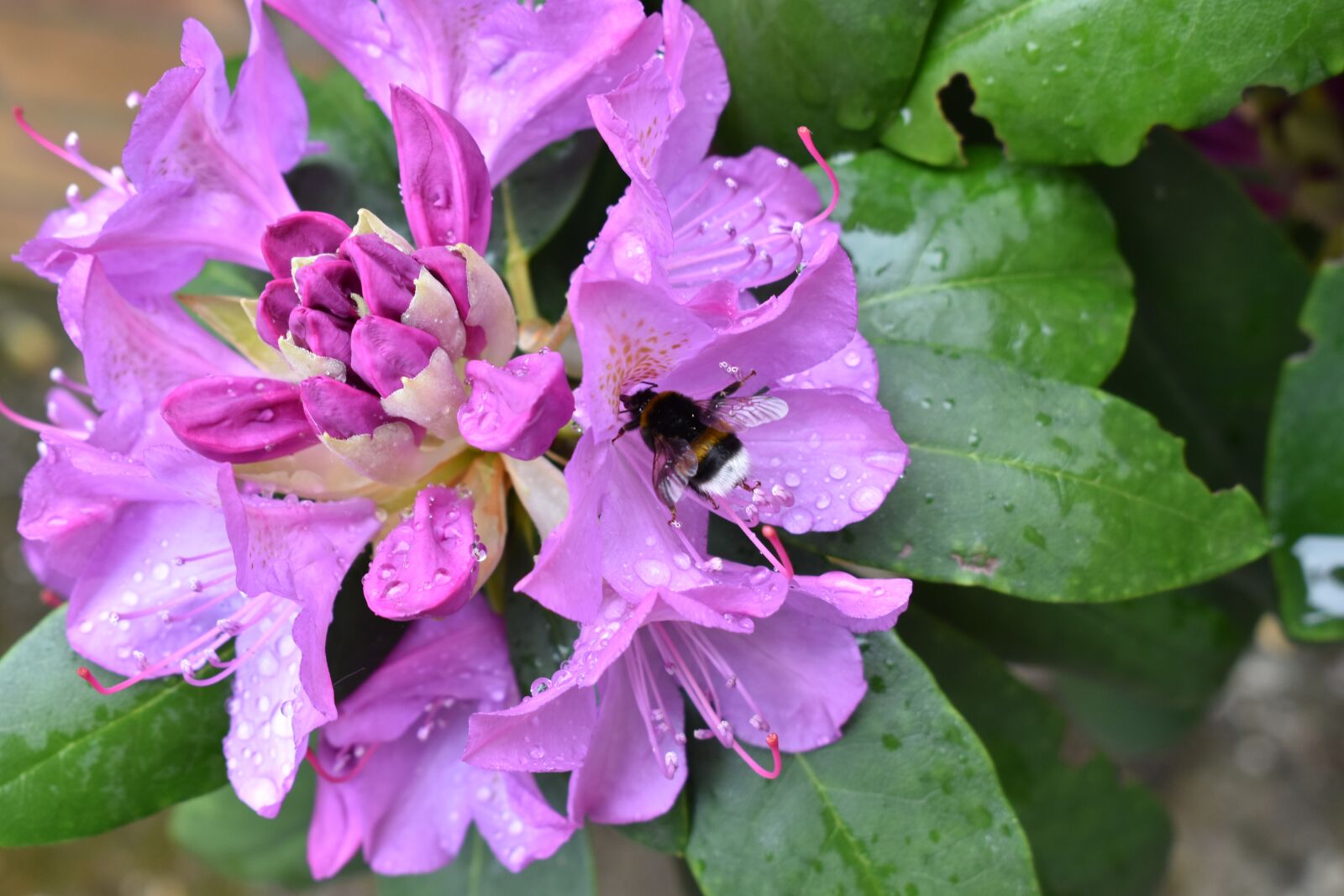 Nikon D5600 sample photo. Flower, bourdon, garden photography