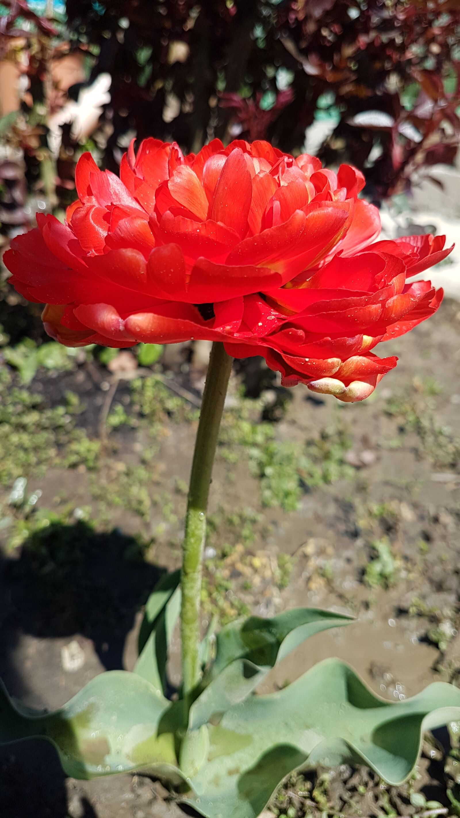 Samsung Galaxy S7 Edge sample photo. Spring, krasnodarskiy kray, tulip photography