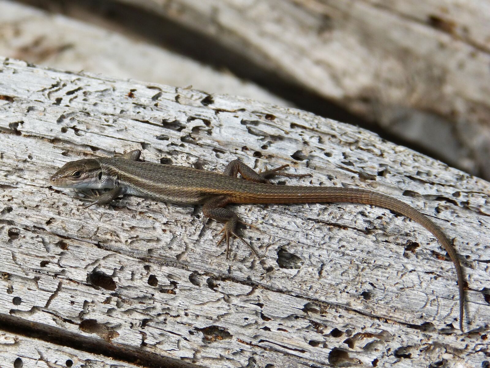 Panasonic DMC-FZ62 sample photo. Lizard, sargantana, trunk photography