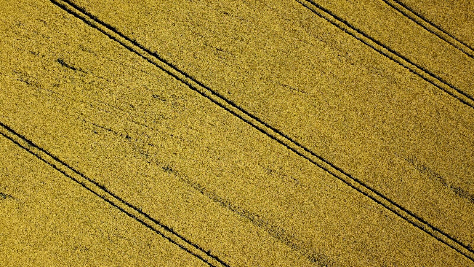 DJI FC220 sample photo. Rape seed field, tram photography