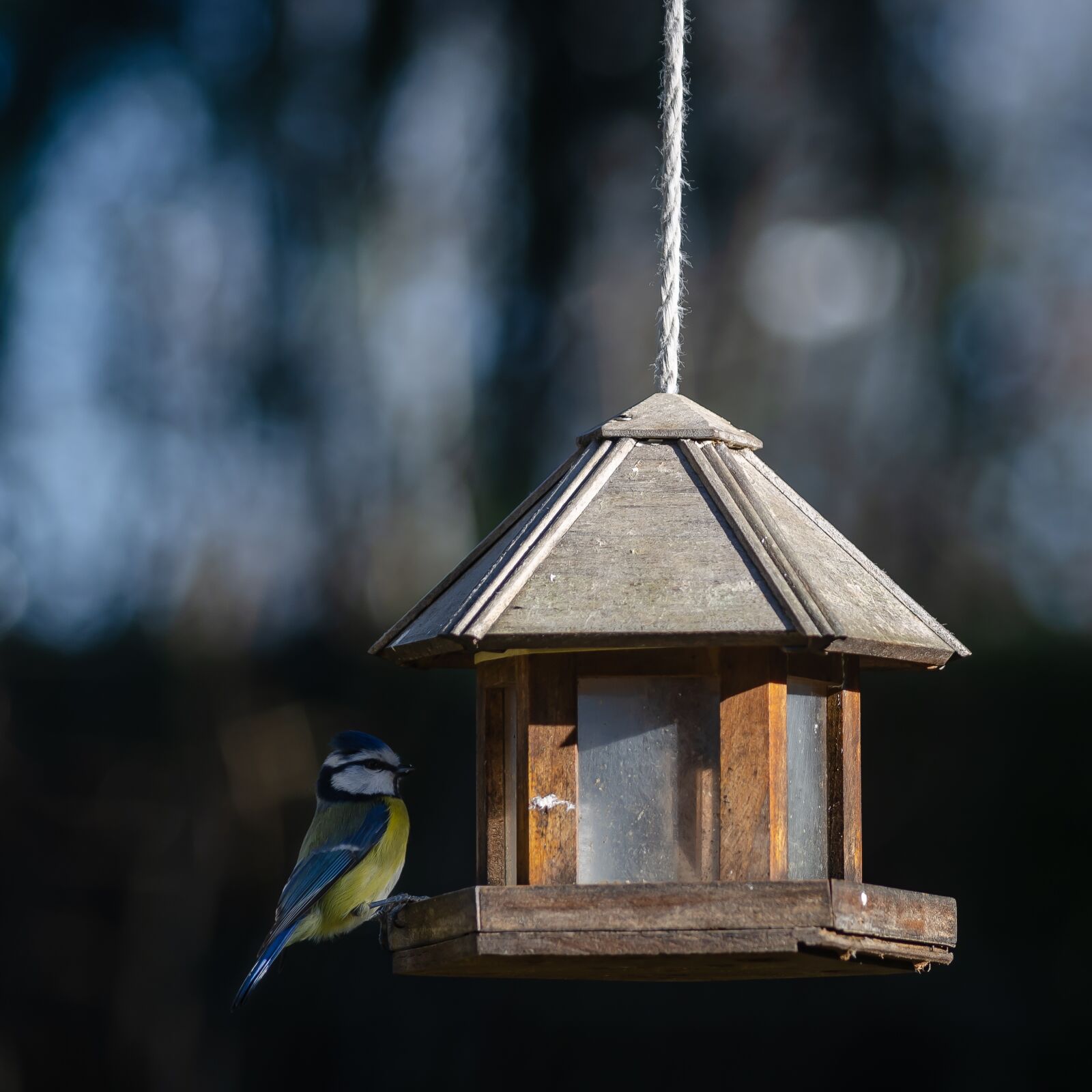 Nikon D7000 sample photo. Bird, tit, blue photography