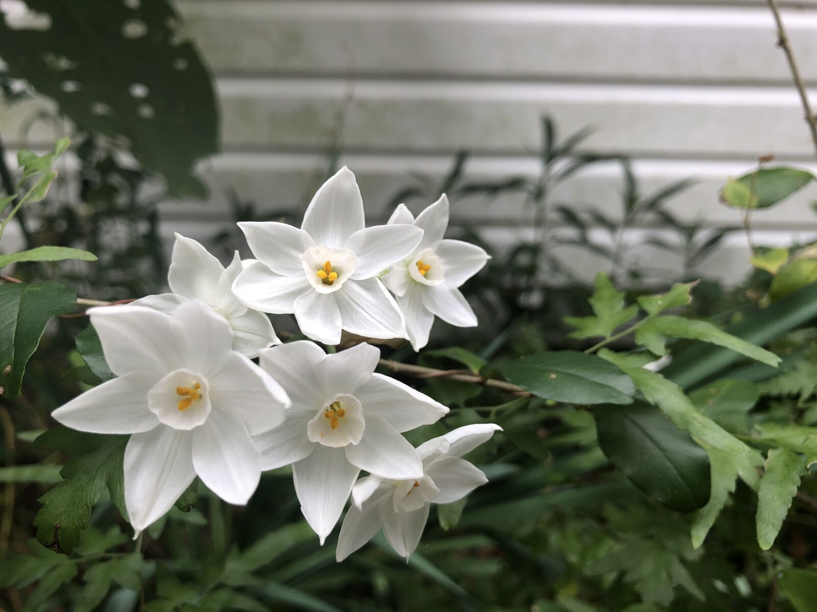 Apple iPhone 8 Plus sample photo. Flower, white flower, bloom photography