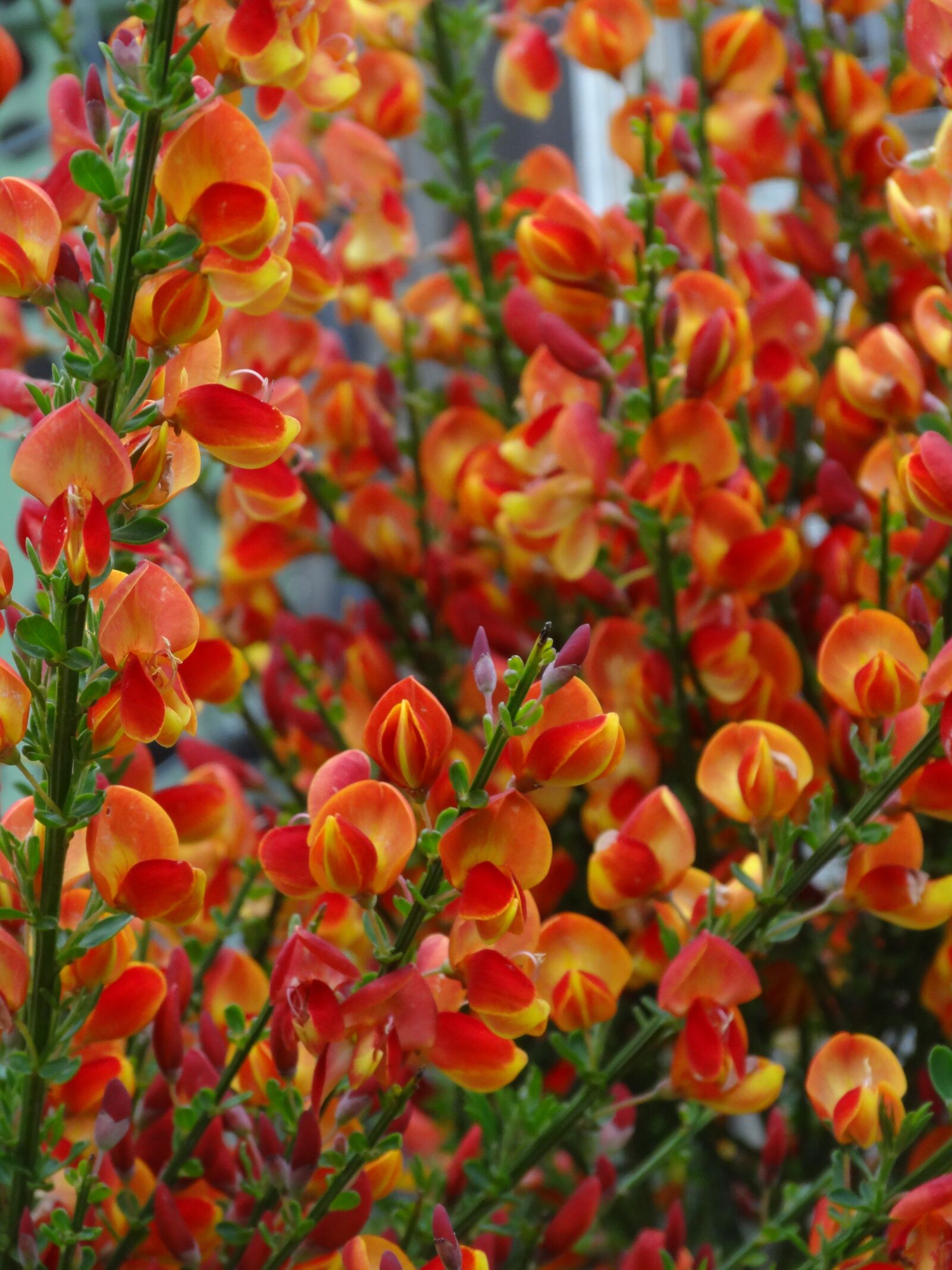 Sony Cyber-shot DSC-HX20V sample photo. Broom, flowers, bush photography