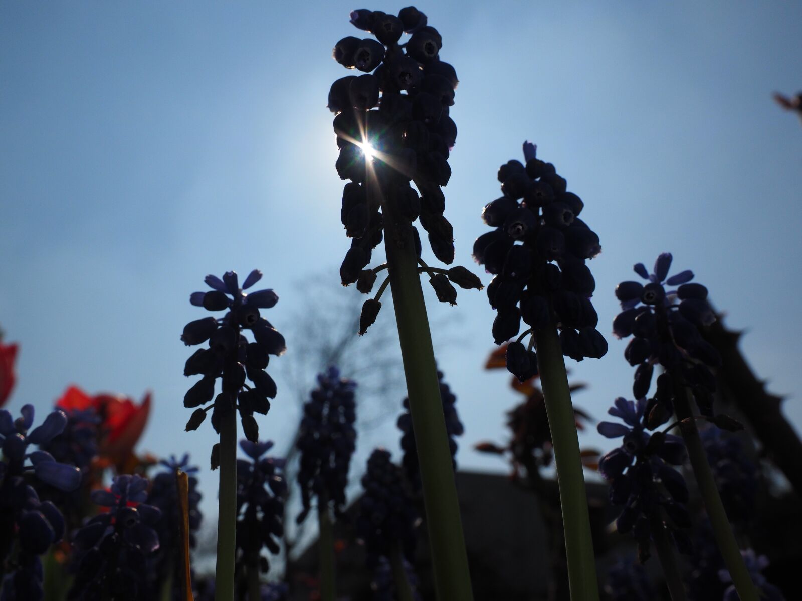 Olympus OM-D E-M1 + Olympus M.Zuiko Digital ED 12-40mm F2.8 Pro sample photo. Muscari, flowers, backlighting photography